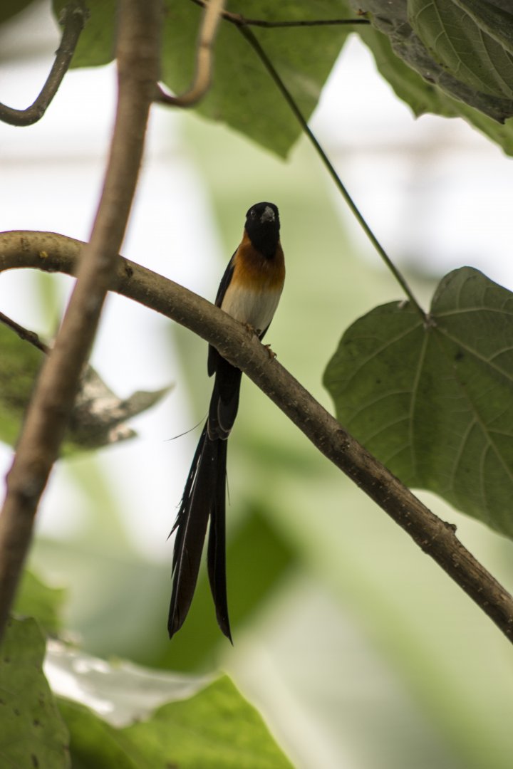 Sahel paradise-whydah, Vidua orientalis (male in breeding plumage)
