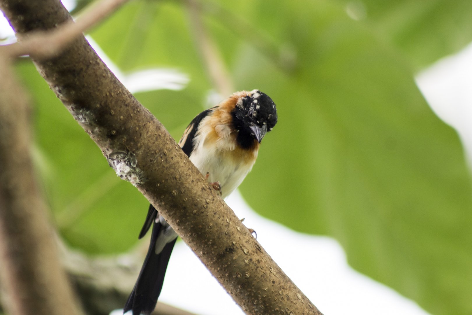 Sahel paradise-whydah, Vidua orientalis (male in non-breeding plumage)