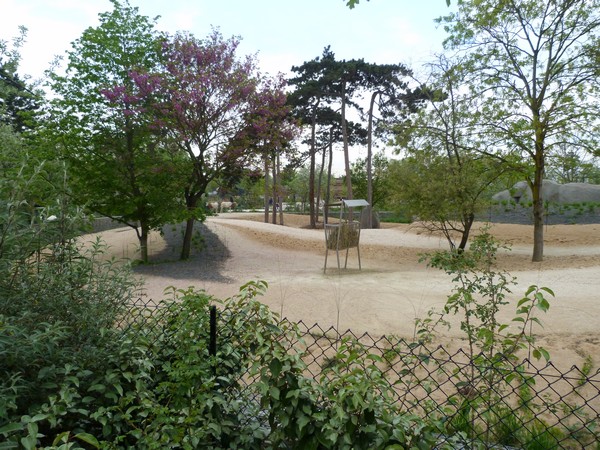 Sahel; Scimitar horned oryx paddock