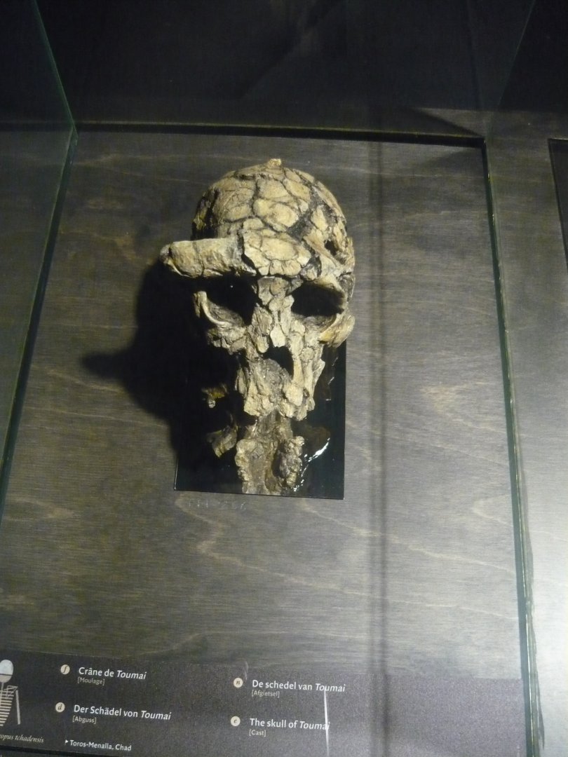 Sahelanthropus chadensis, the skull of Toumai (cast)