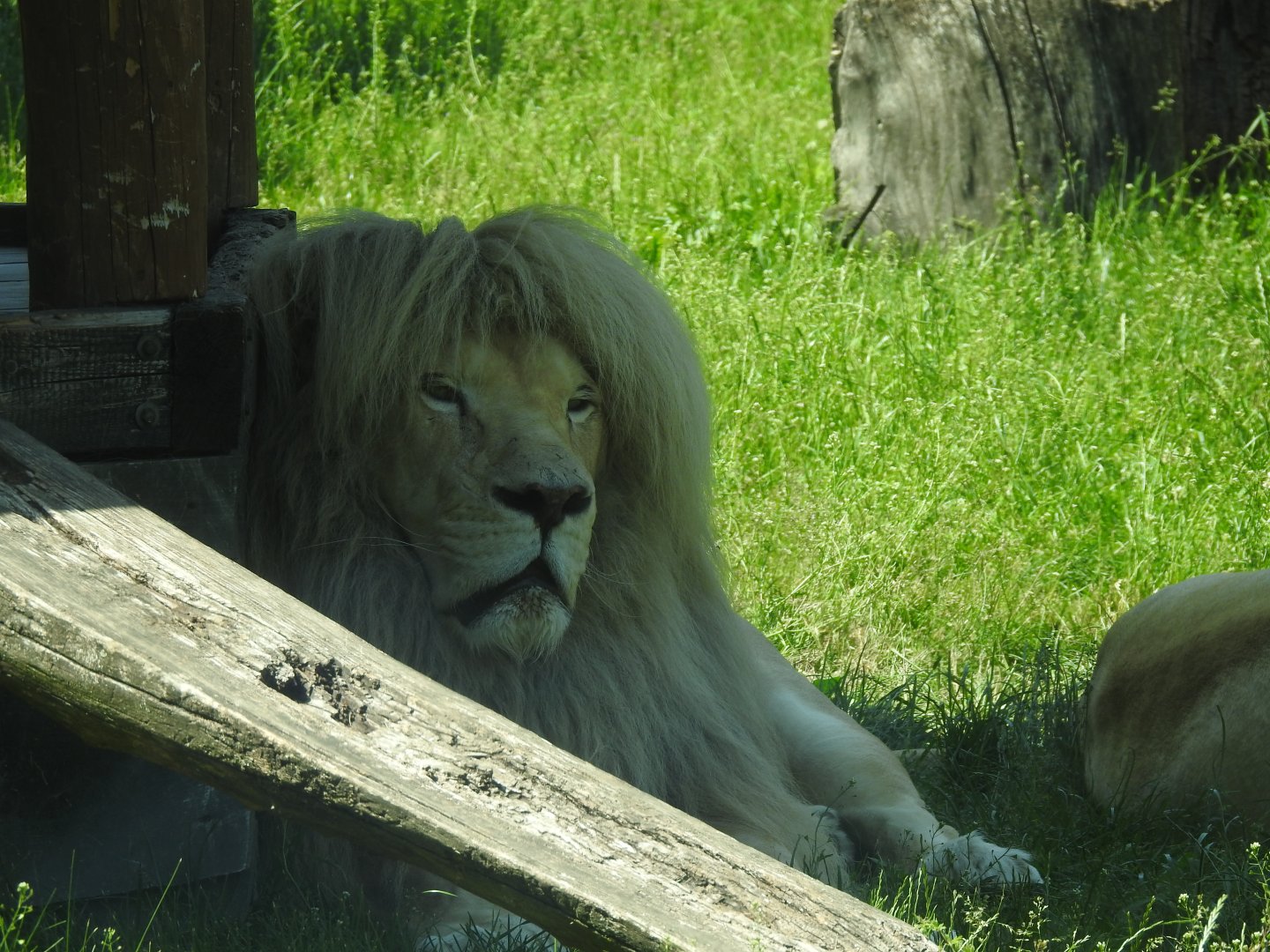 Sahim male of white lion the main star of this zoo