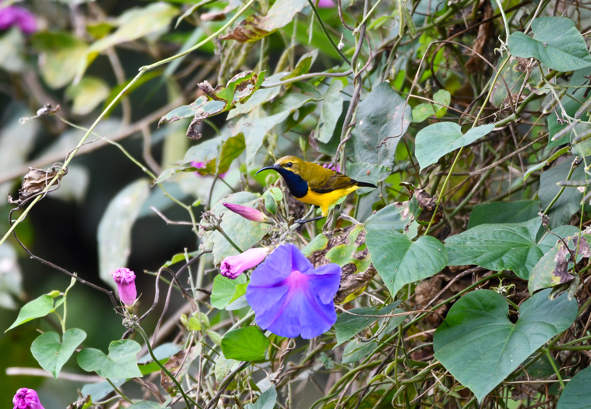 Sahul Sunbird