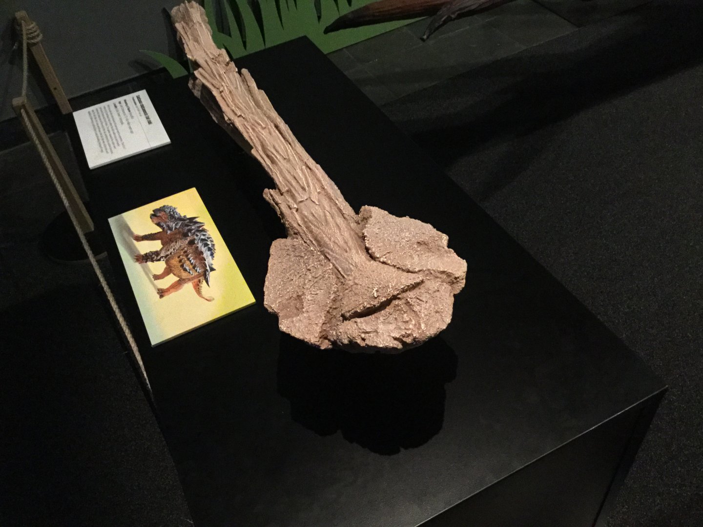 Saichania chulsanensis (Tail Club)