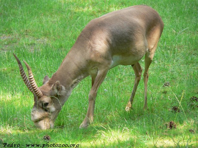 Saiga antelope (Saiga tatarica)