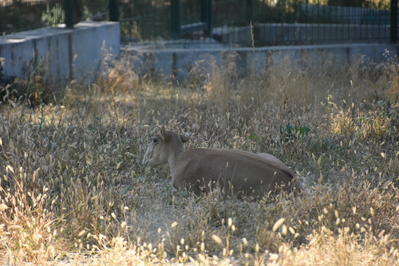 Saiga antelope (Saiga tatarica)
