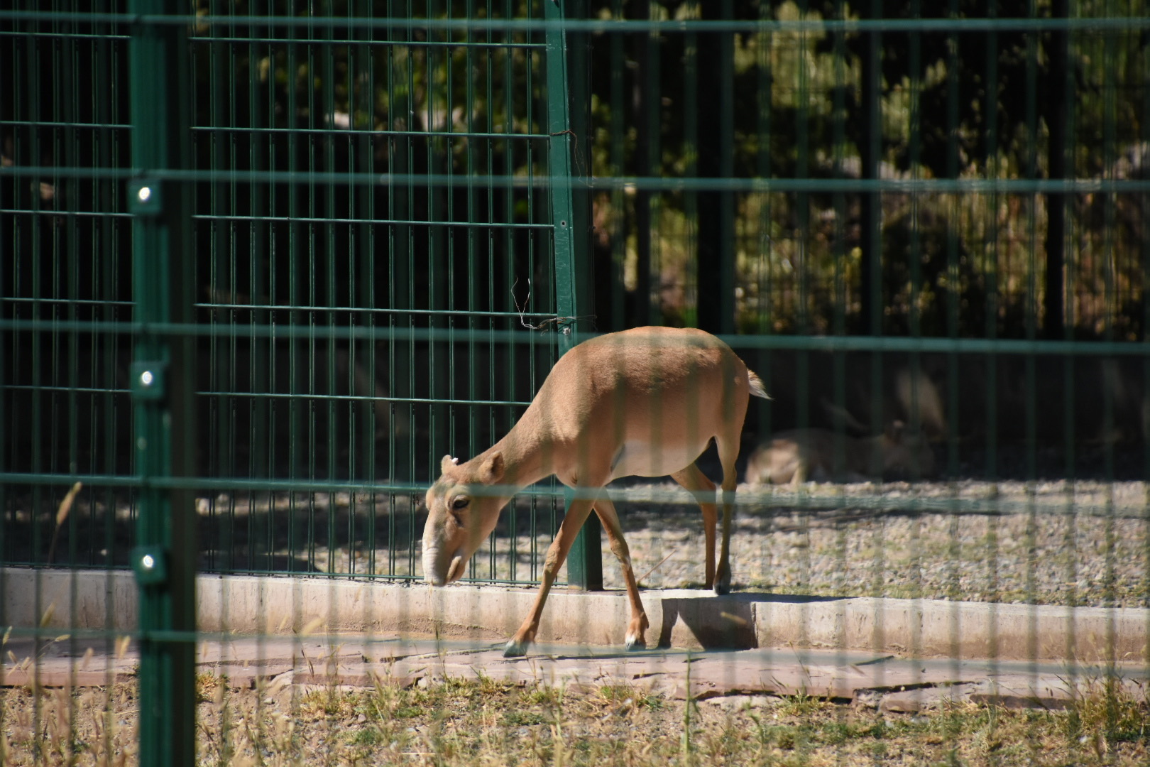 Saiga antelope (Saiga tatarica)