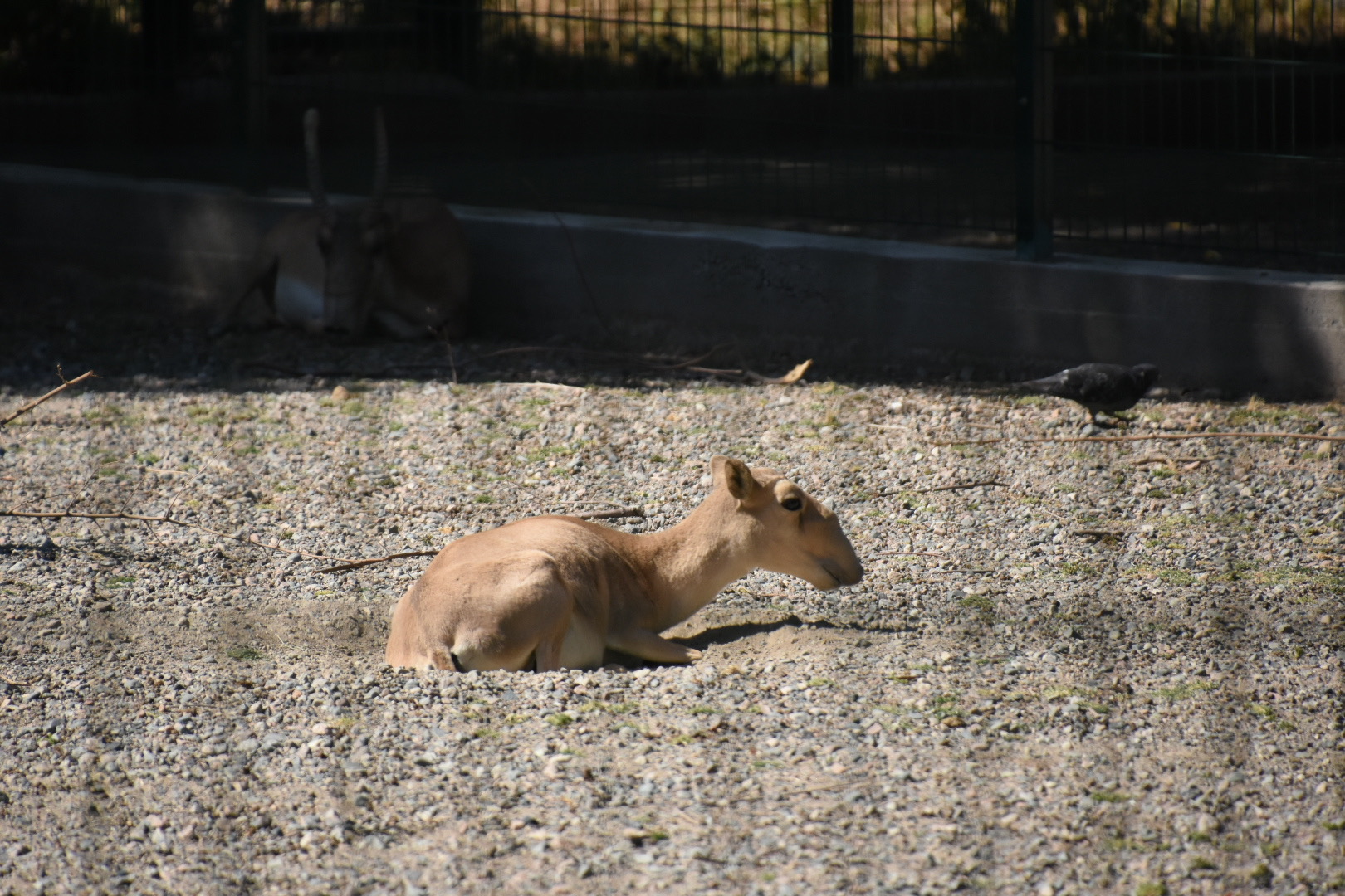 Saiga antelope (Saiga tatarica)