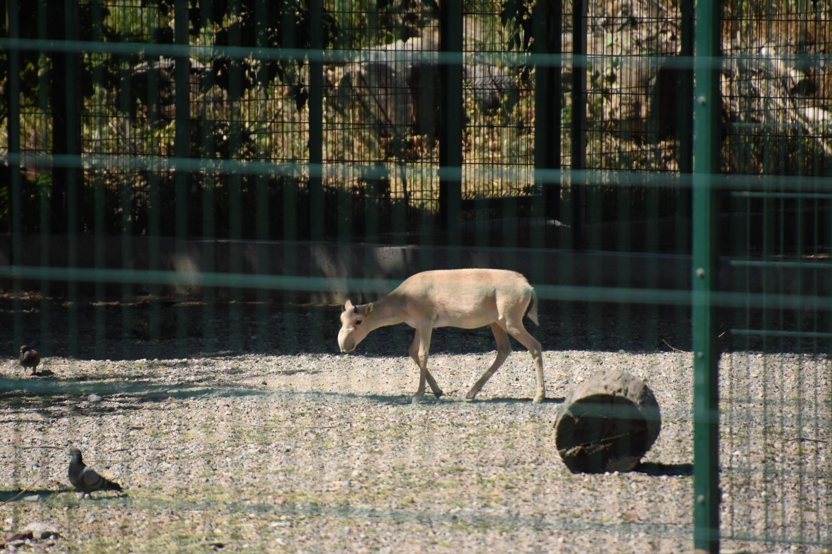 Saiga antelope (Saiga tatarica)