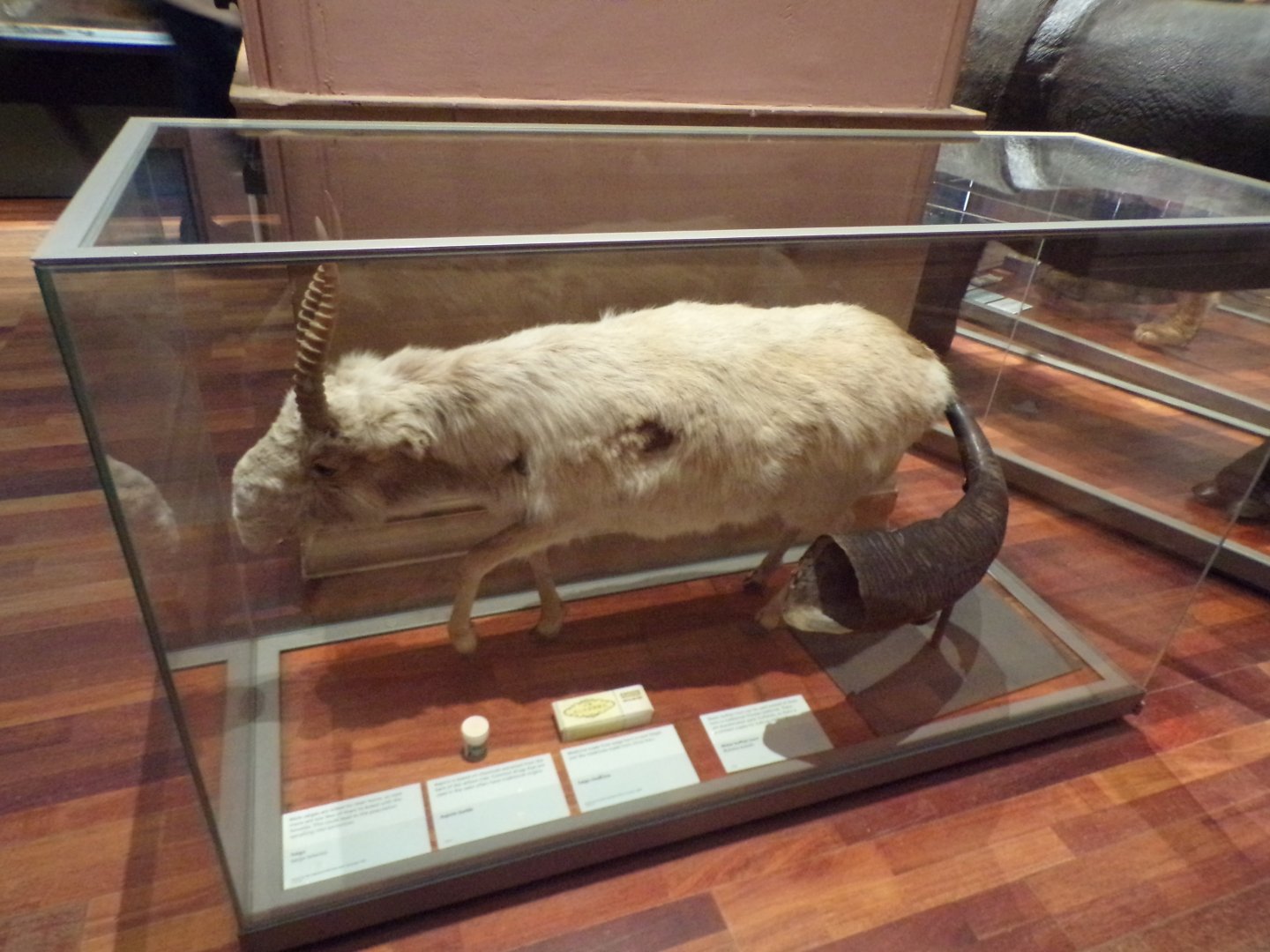 Saiga antelope (taken in Kelvingrove museum) 12.2.24