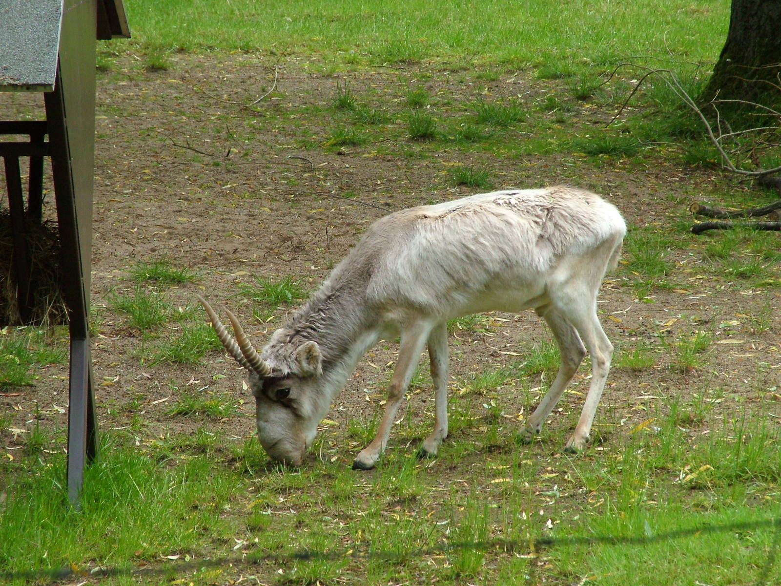 Saiga at Koeln 12/05/09
