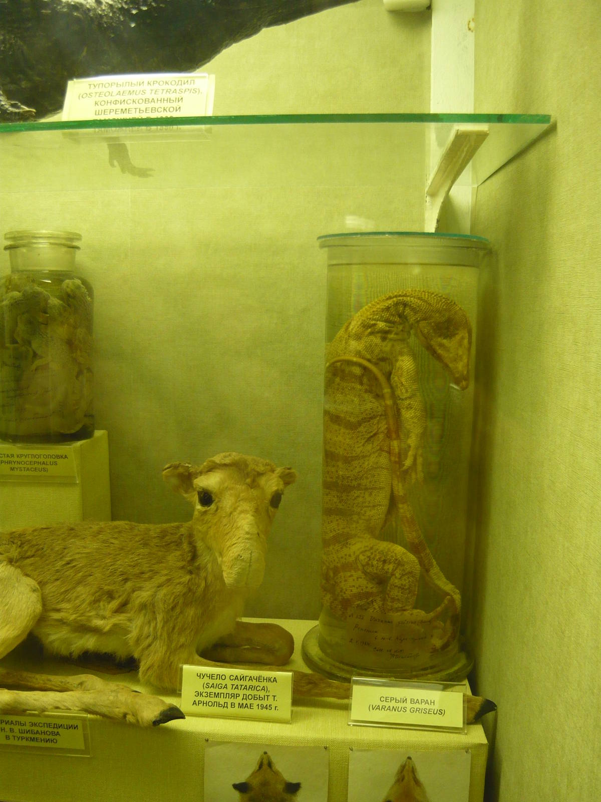 Saiga calf and Caspian monitor specimens