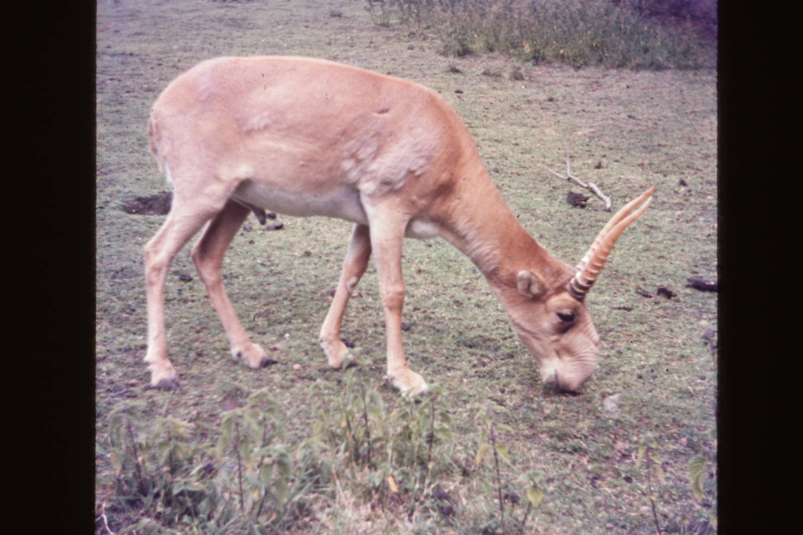 Saiga, late 1970s I think
