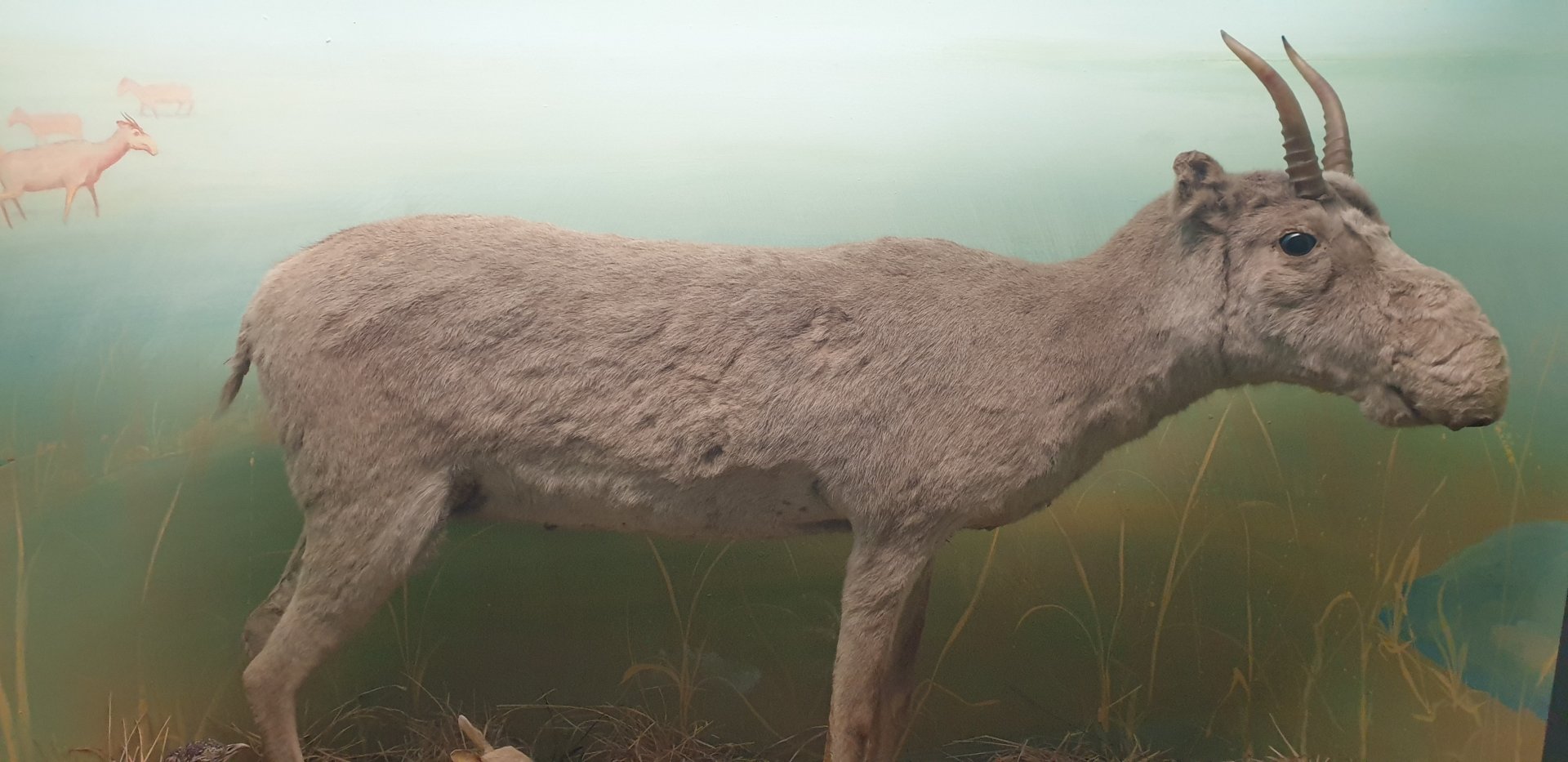 Saiga, Oslo Natural History Museum