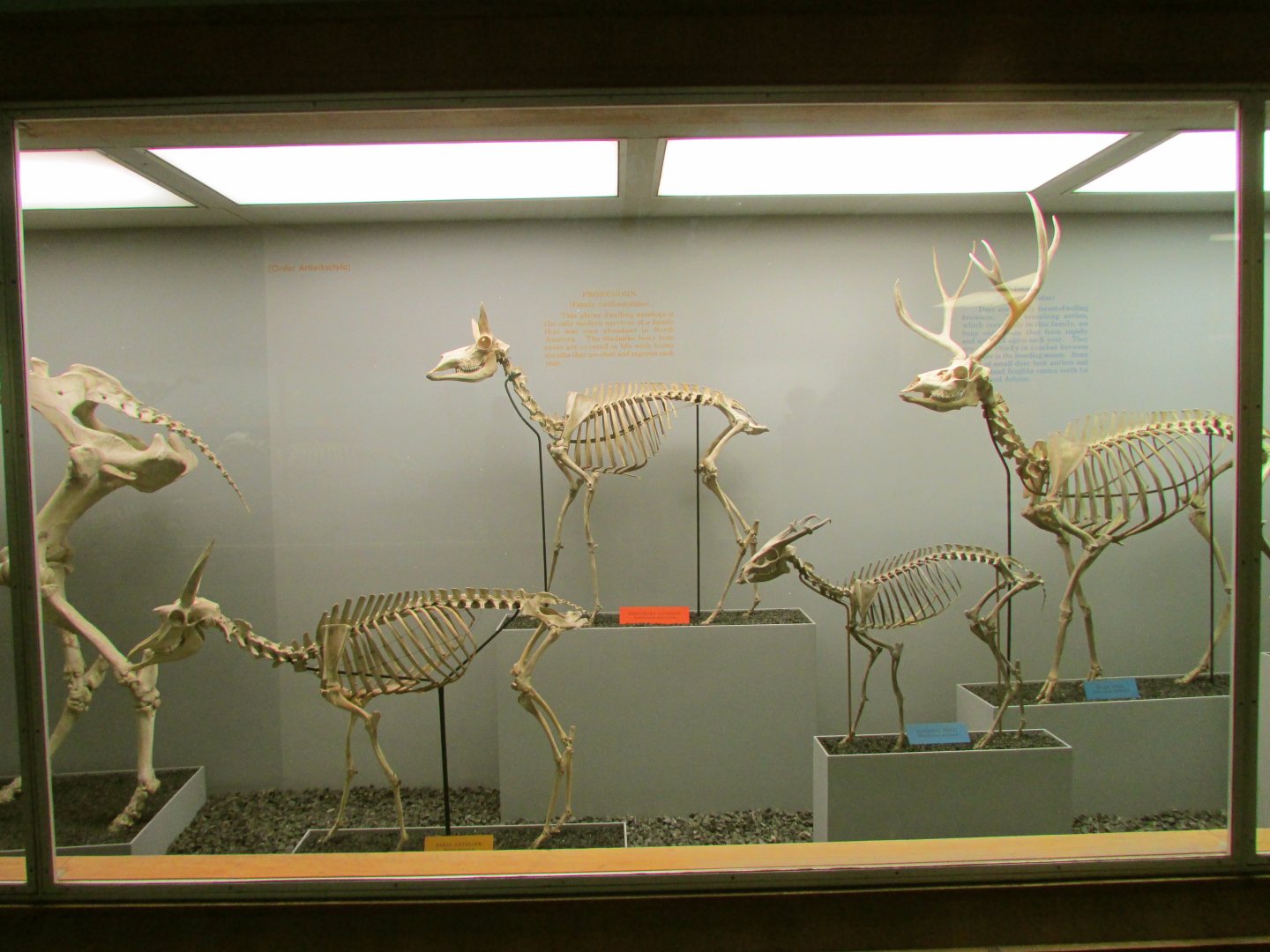 Saiga, Pronghorn, Muntjac & Mule Deer Skeletons
