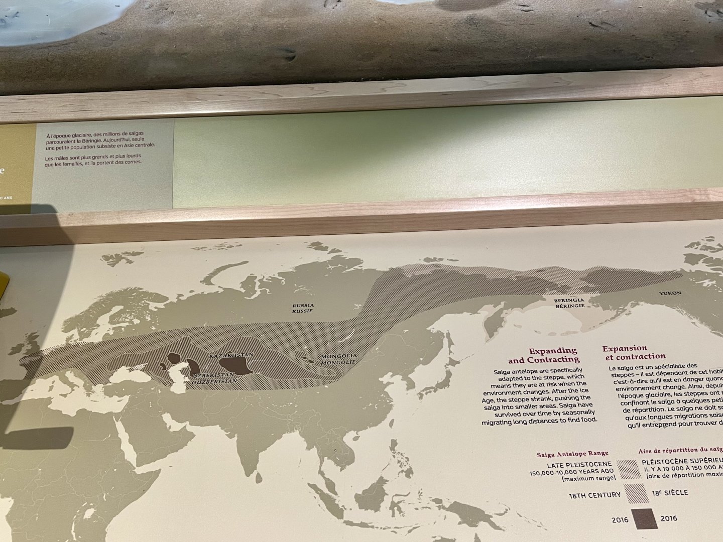 Saiga Range: Prehistoric, Historic, and today