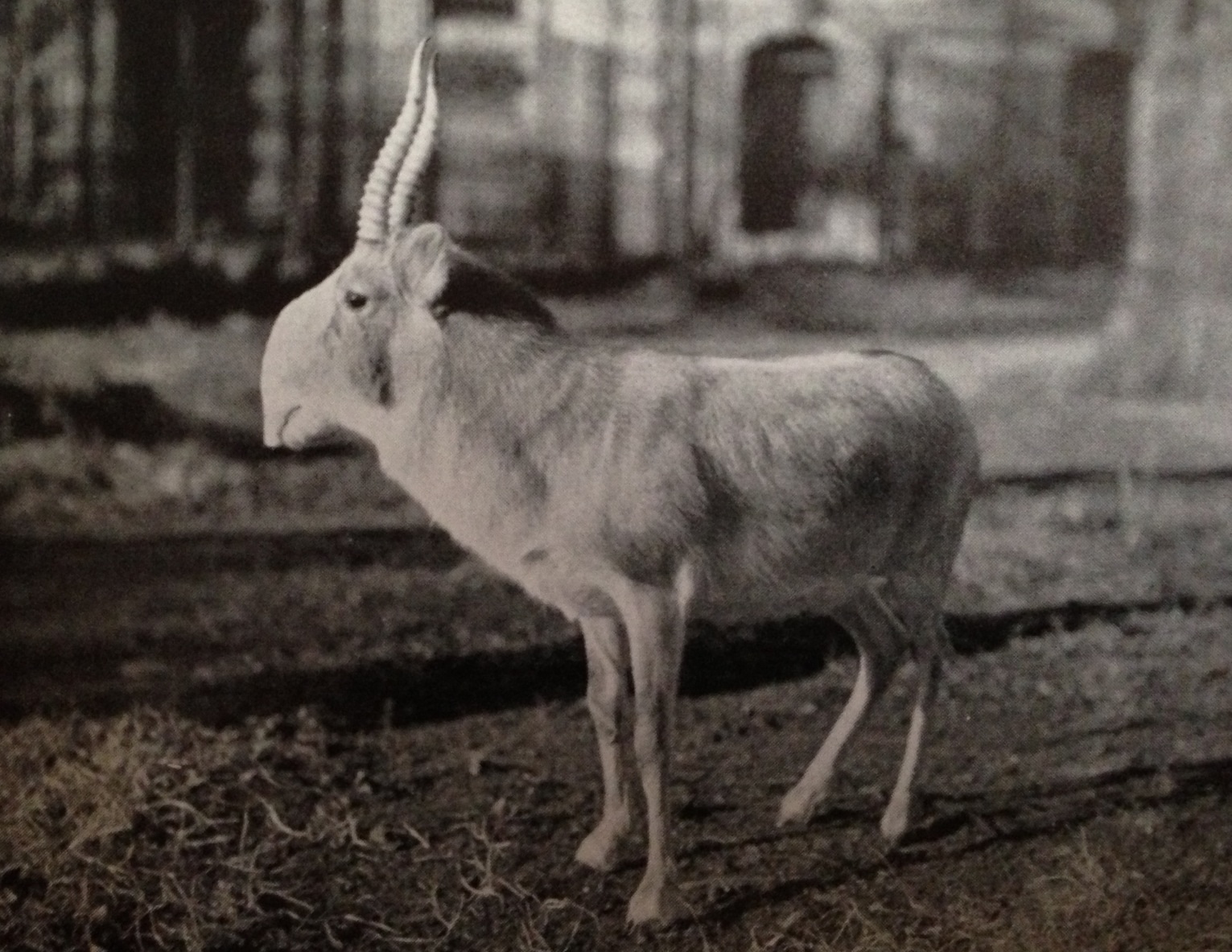 Saiga (Saiga tatarica) 1939