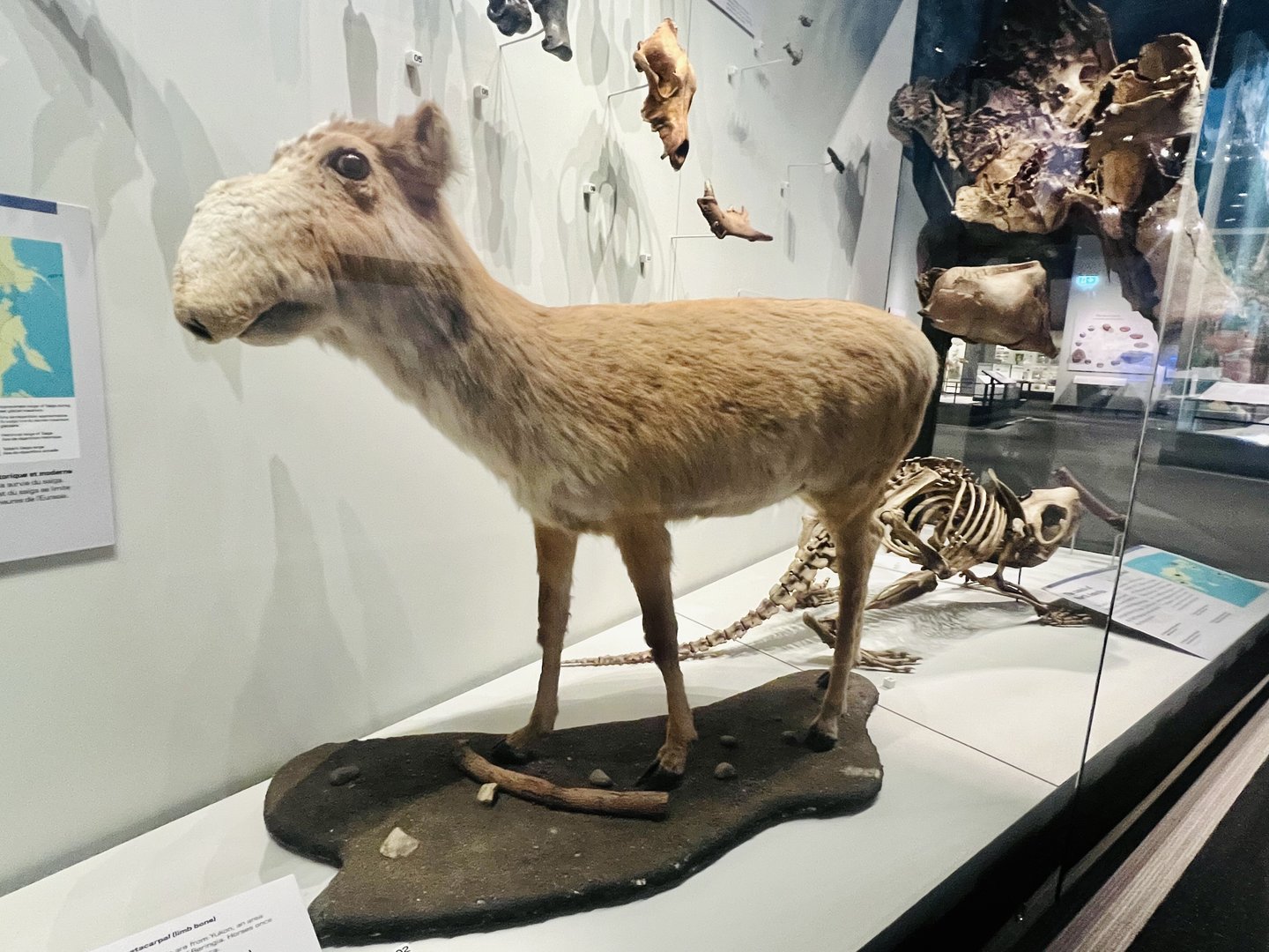 Saiga - two museums in Yukon Territory also display Saiga.  Both will be closed as I pass through.