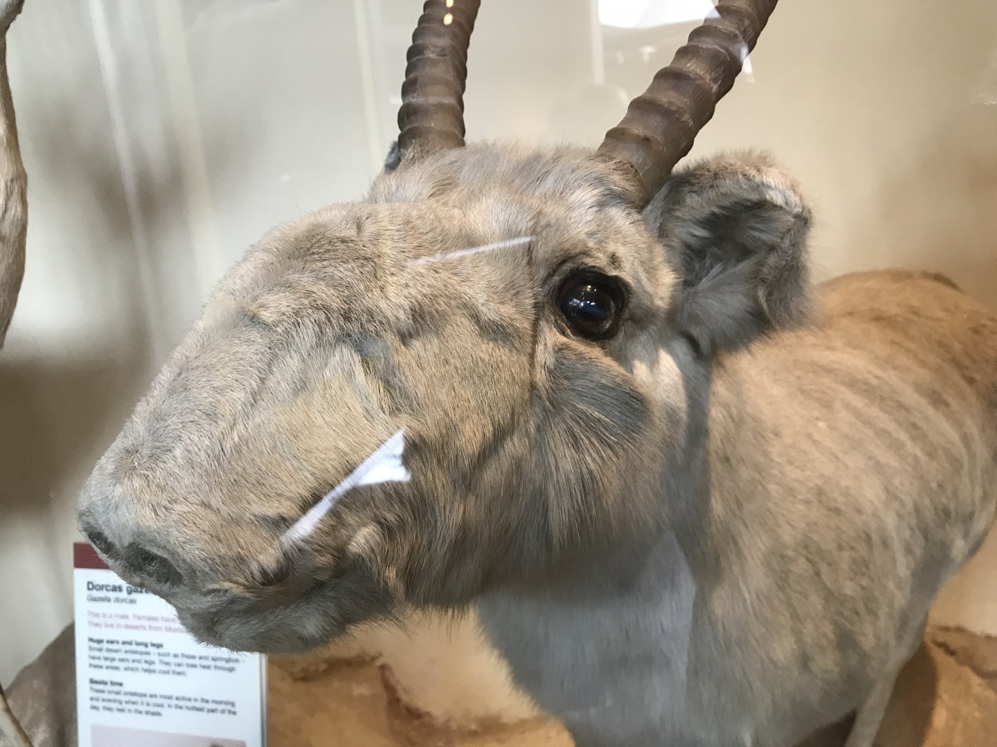 Saiga