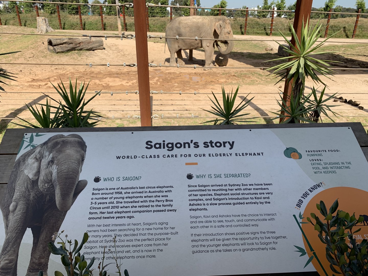 Saigon and her story