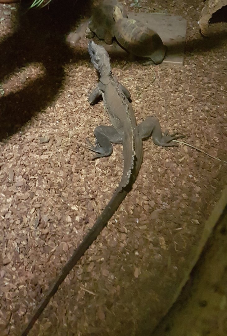 Sail-fin lizard and tortoises