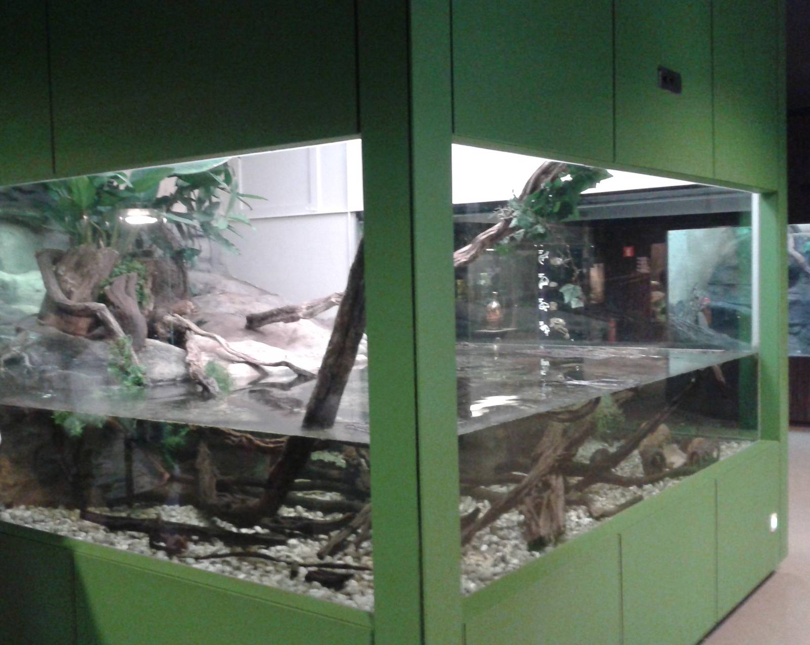 Sail-fin lizard and turtle enclosure