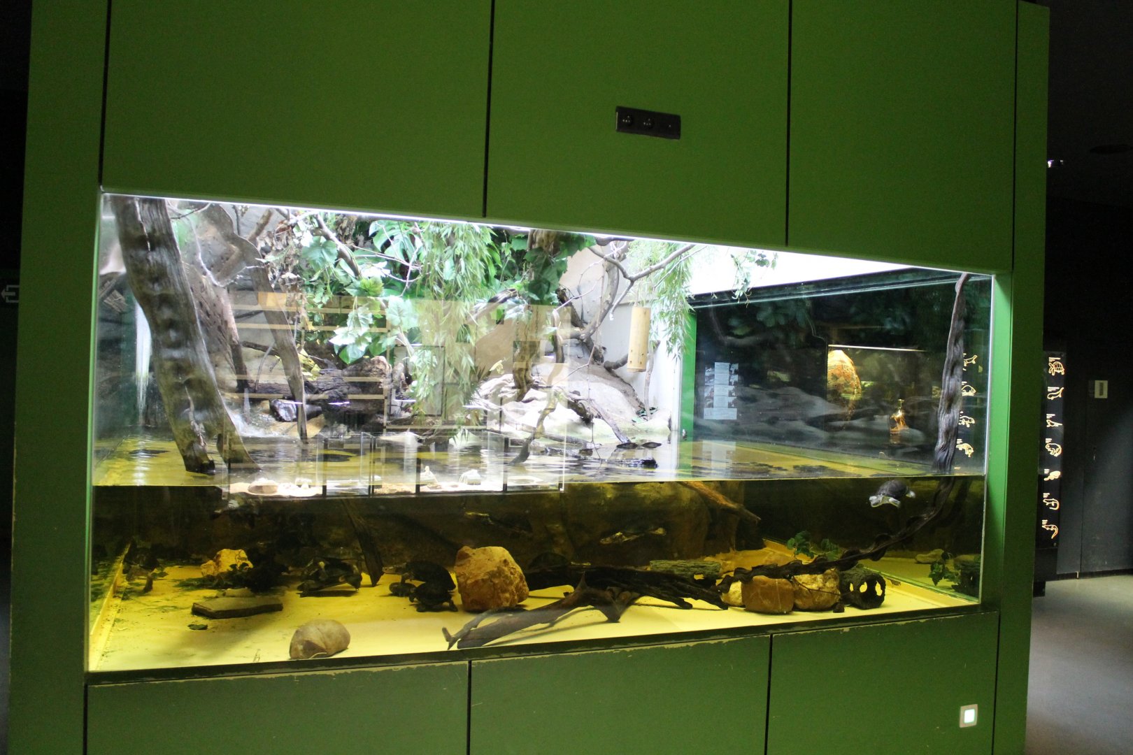 Sail-fin lizard - turtle enclosure