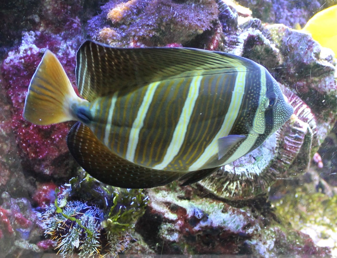 Sail-fin surgeonfish