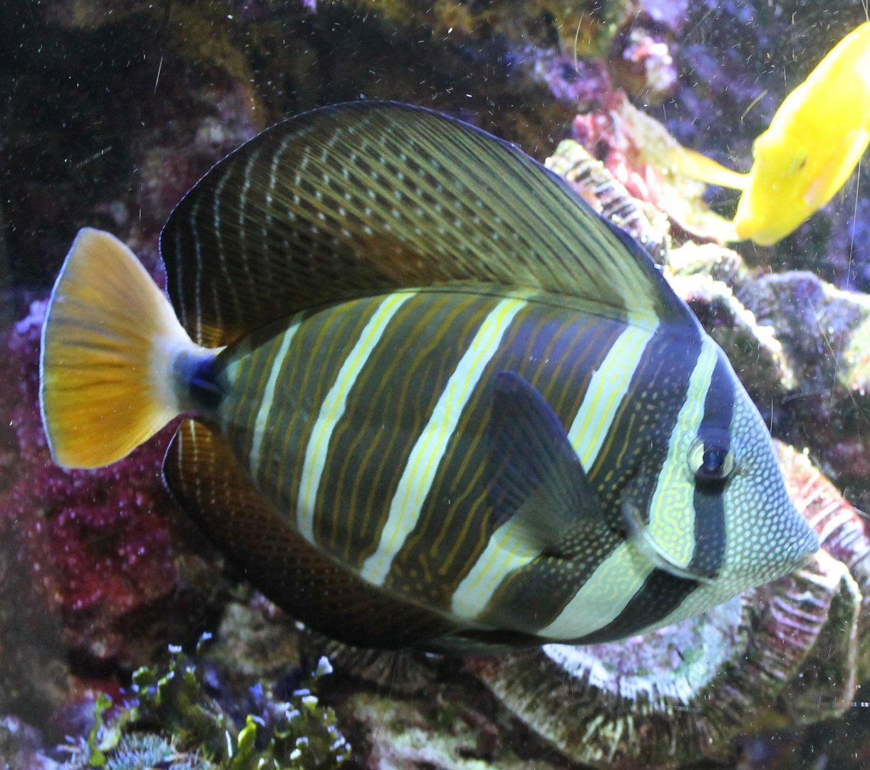 Sail-fin surgeonfish