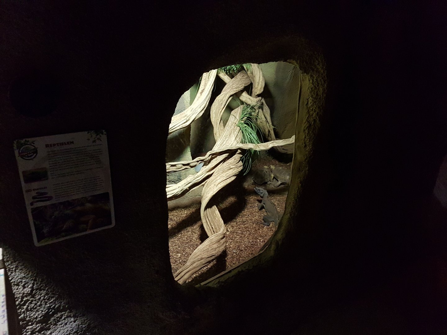 Sail-finlLizard - tortoise-enclosure