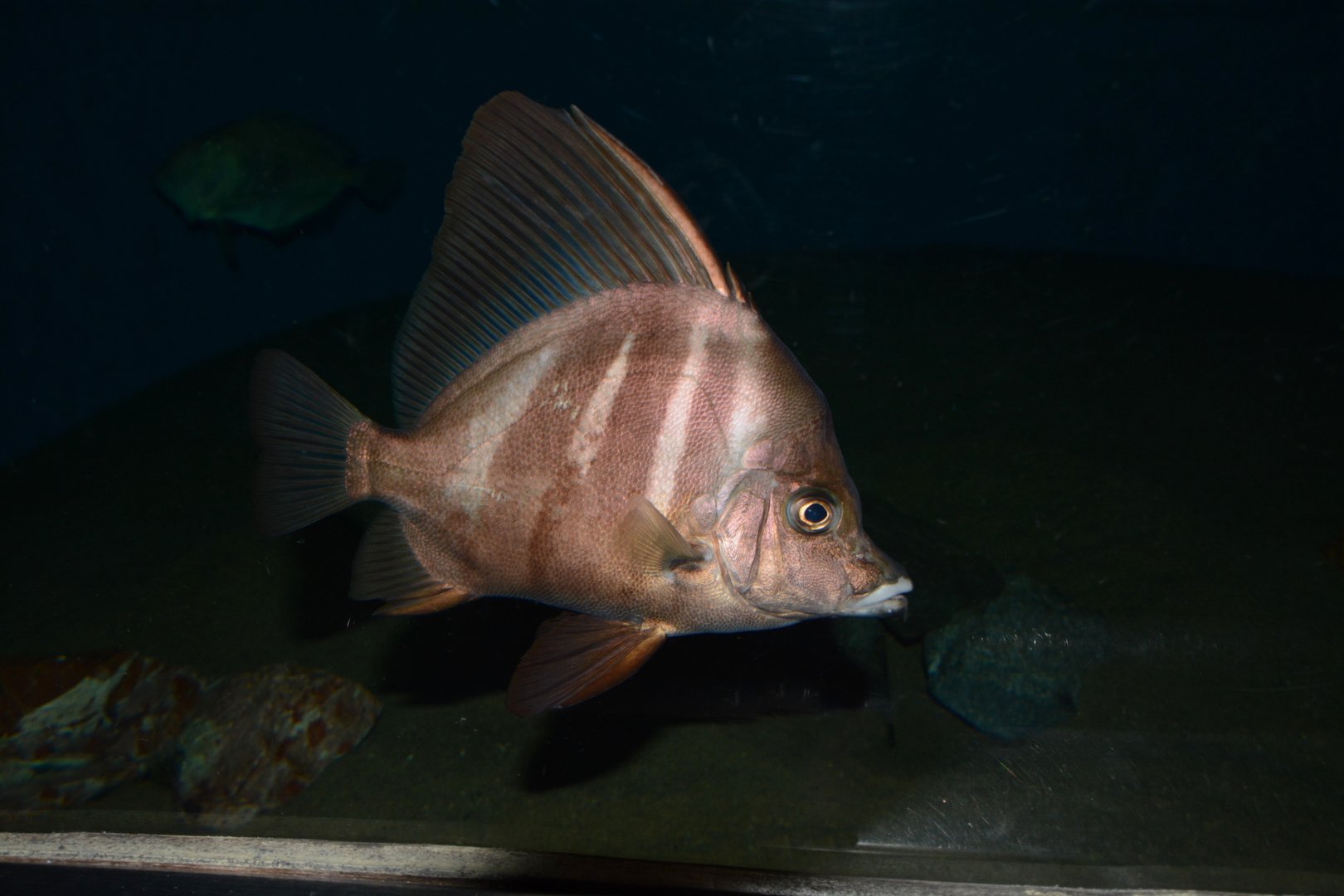 Sailfin armourhead (Histiopterus typus)
