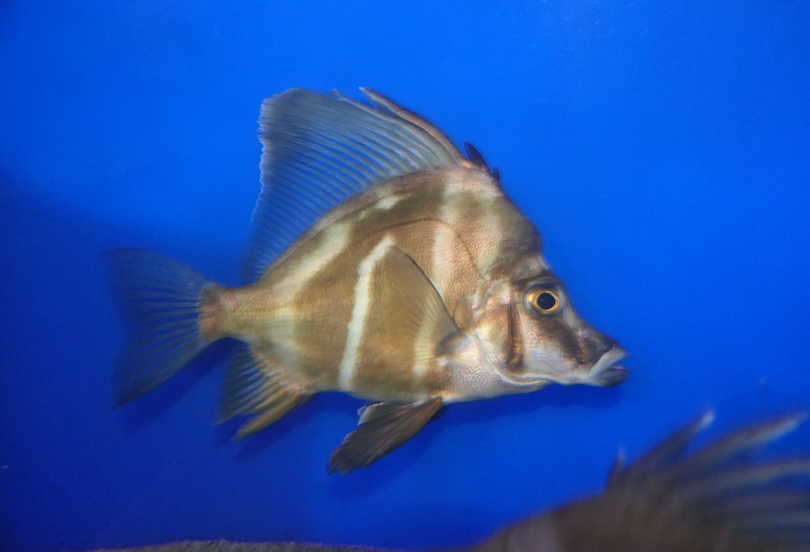Sailfin Armourhead (Histiopterus typus)