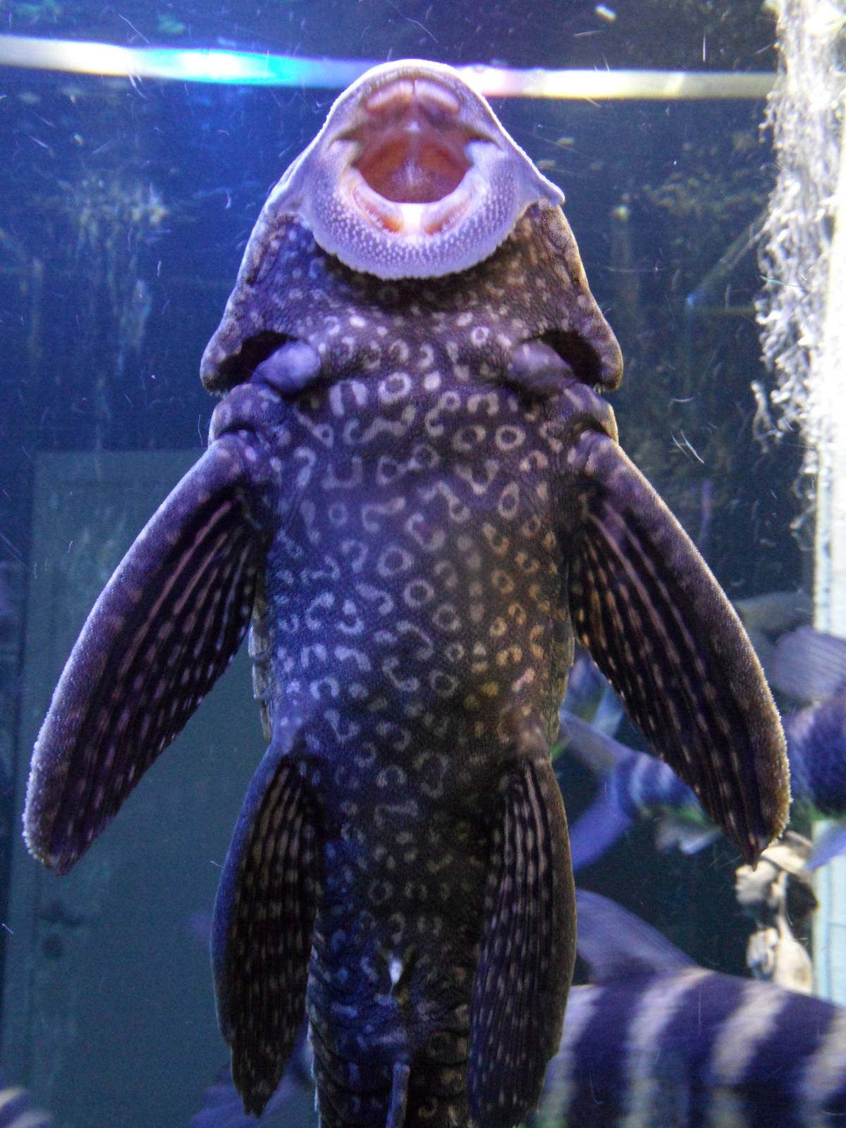 Sailfin catfish
