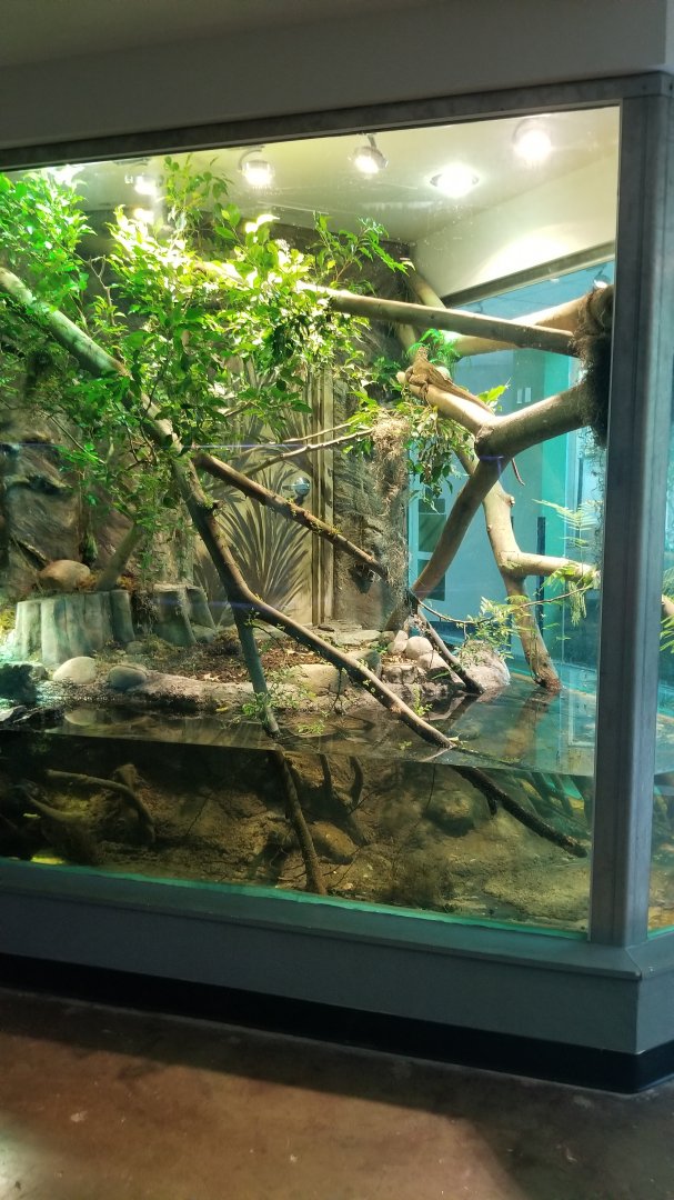 Sailfin Dragon and Roti Island Snake-necked Turtle