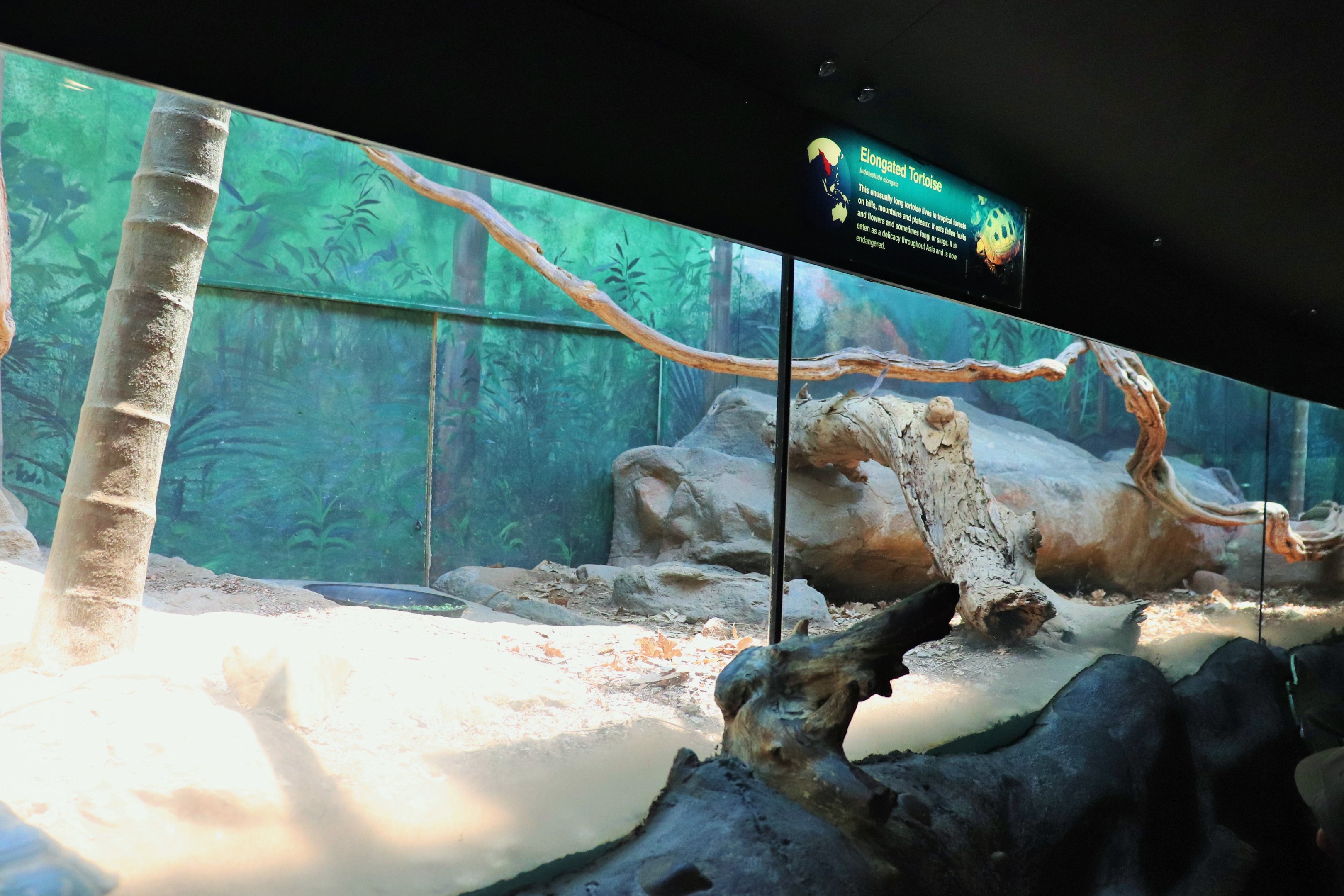 Sailfin Dragon/Elongated Tortoise/ River Cooter Enclosure
