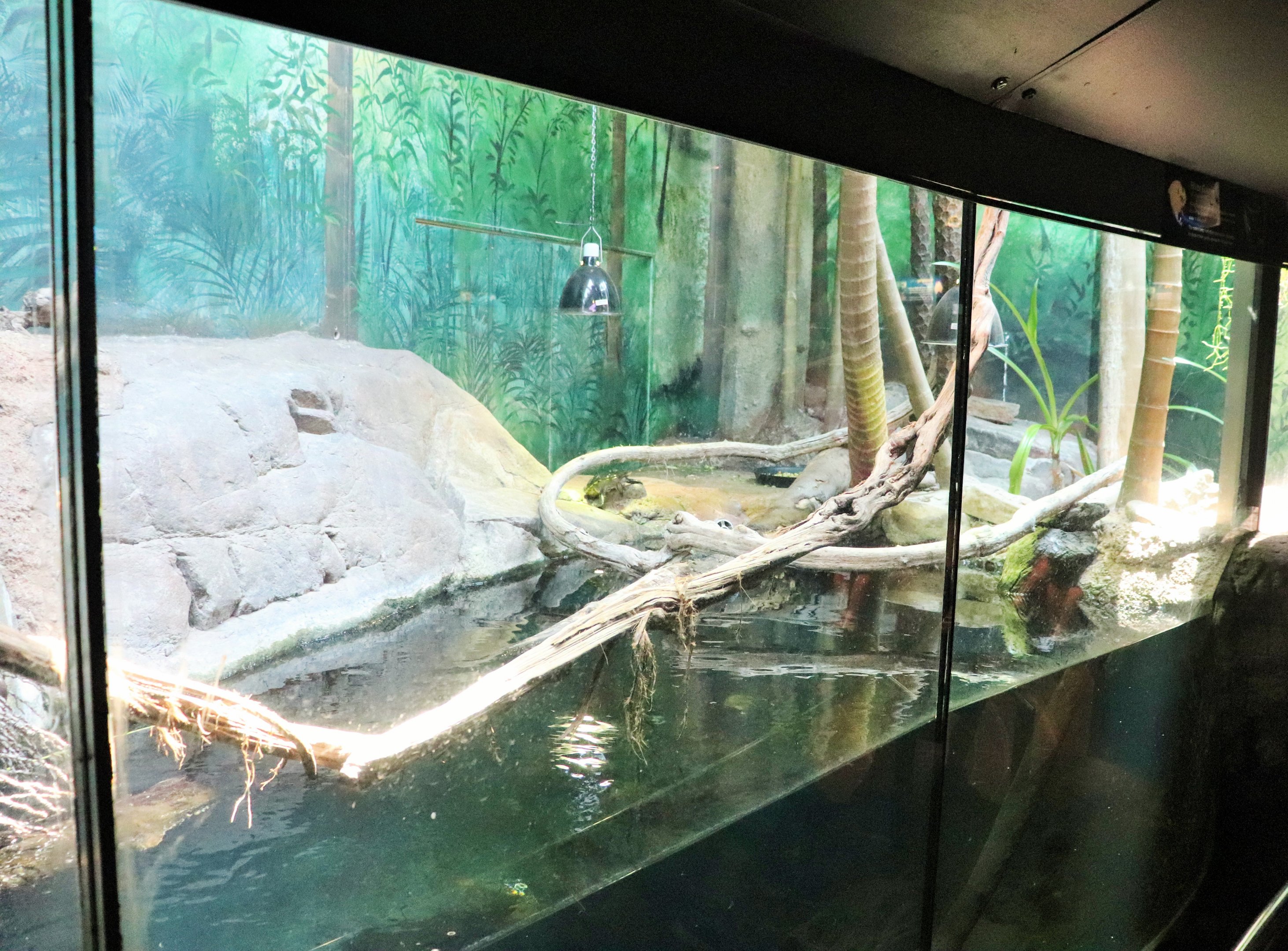 Sailfin Dragon/Elongated Tortoise/ River Cooter Enclosure