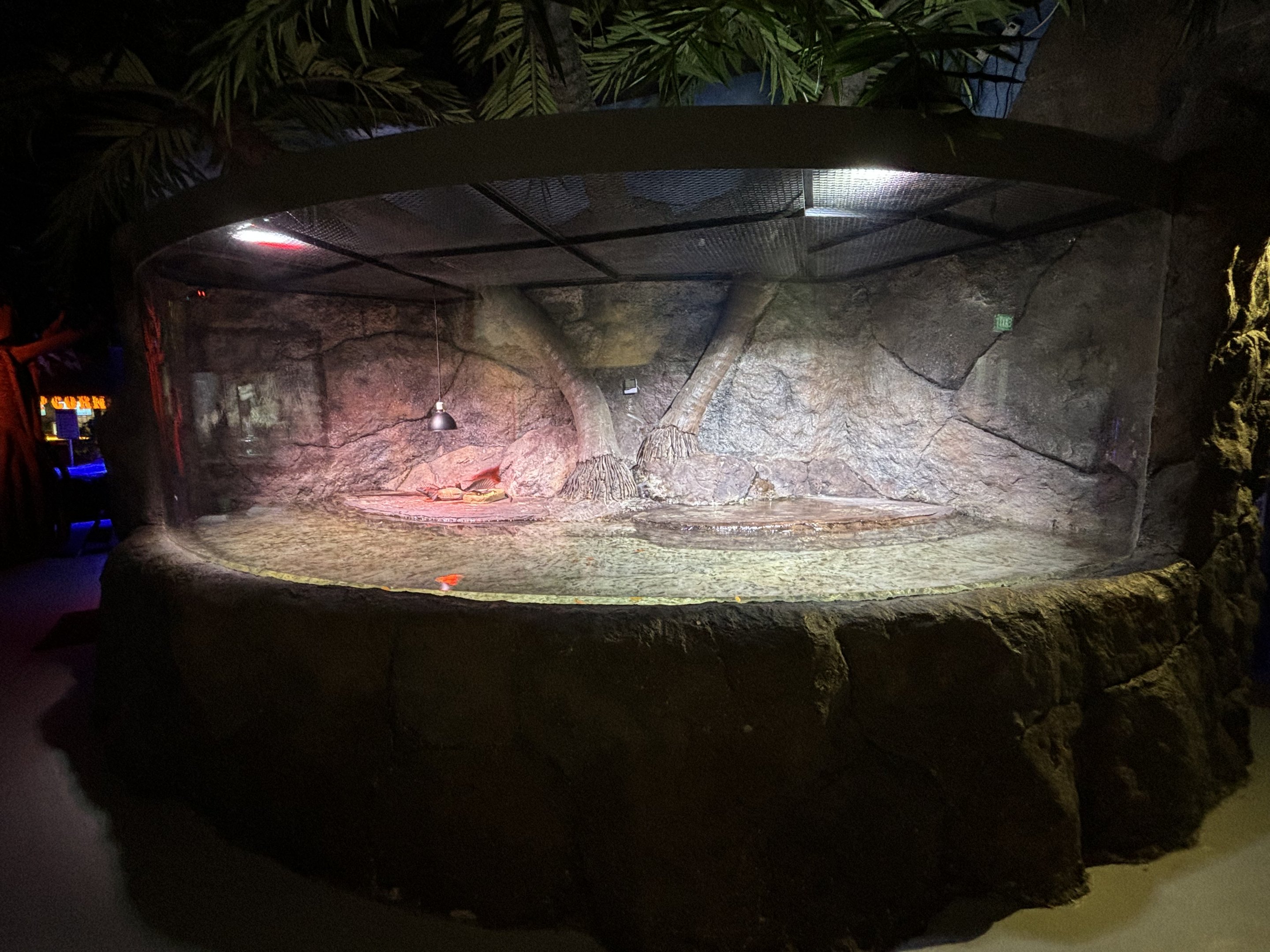 Sailfin Dragon Exhibit - BXSea Aquarium