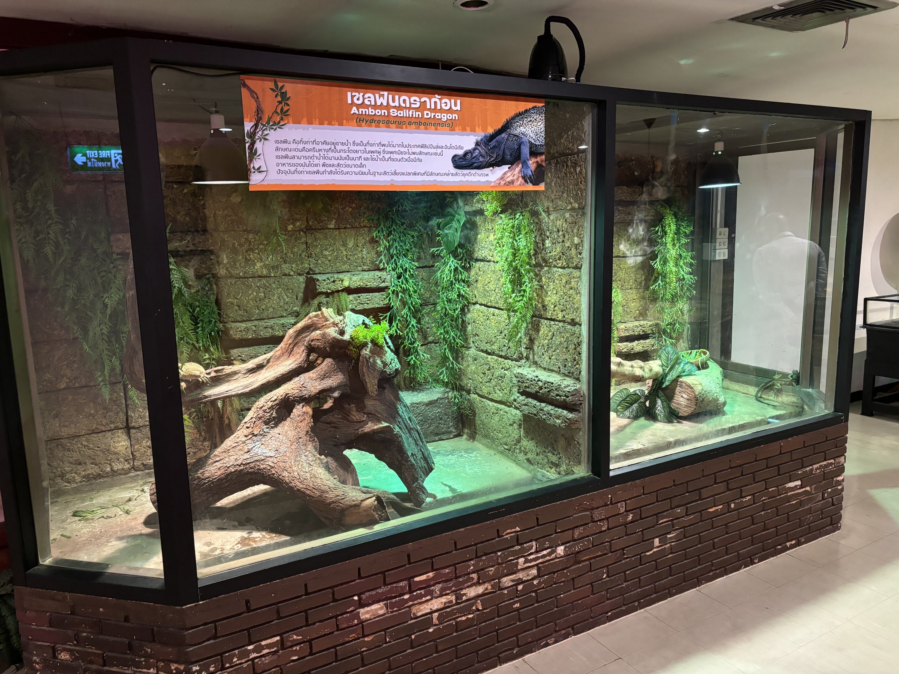 Sailfin Dragon Exhibit