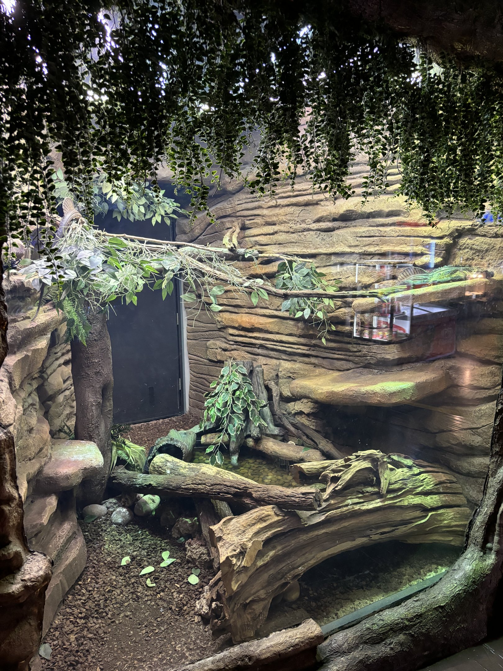 Sailfin Dragon Exhibit