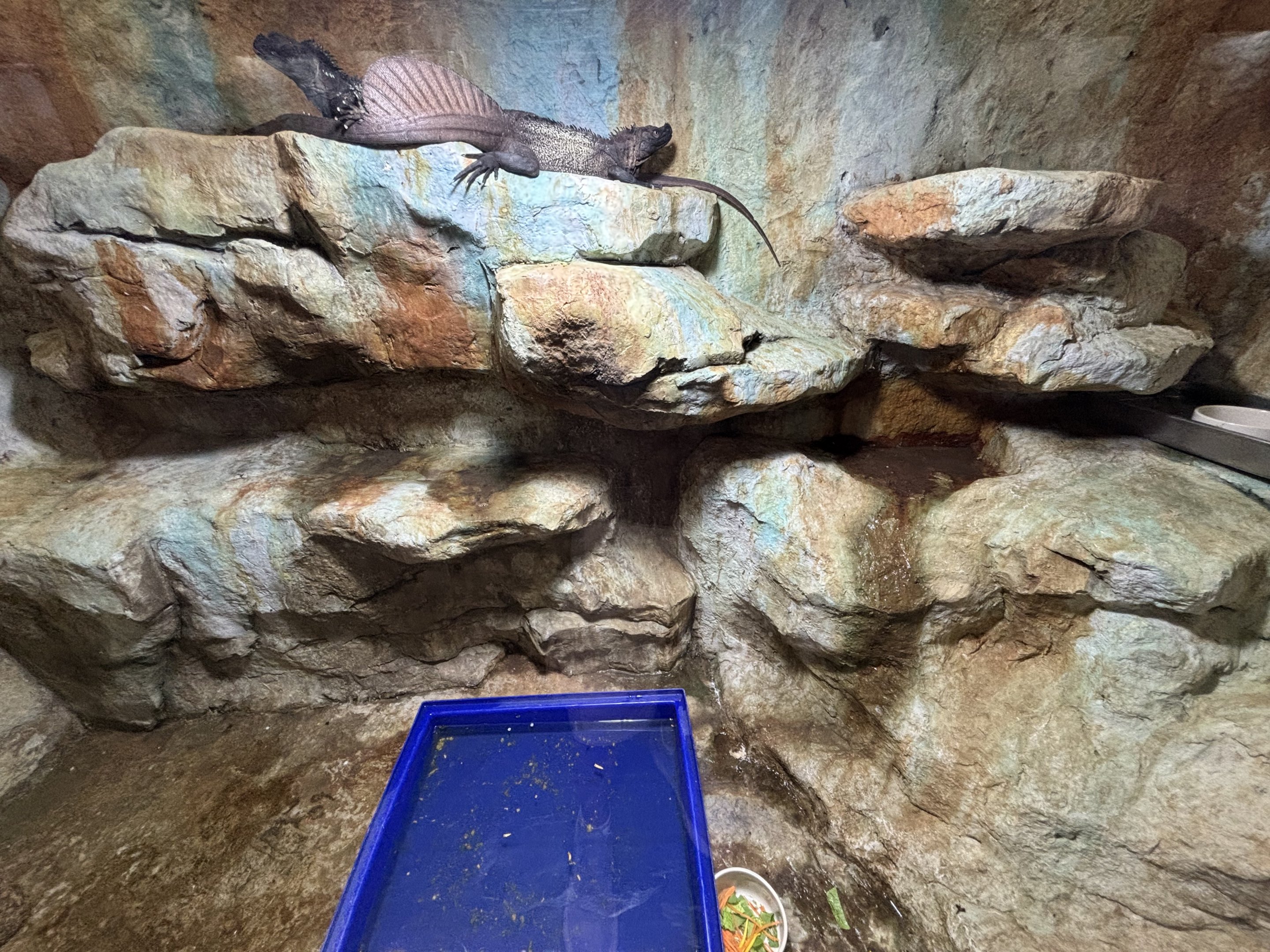 Sailfin Dragon Exhibit