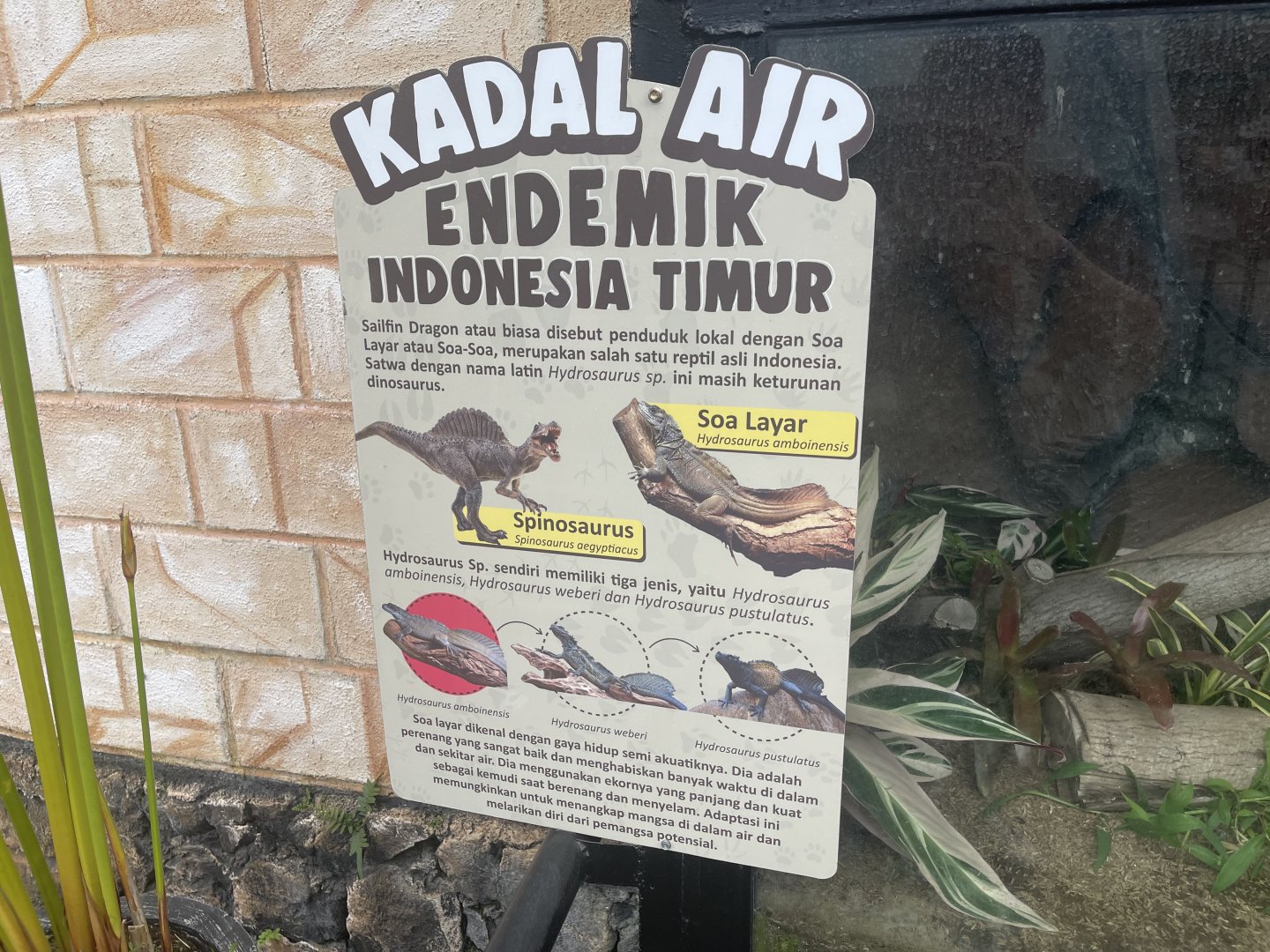 sailfin dragon info signage