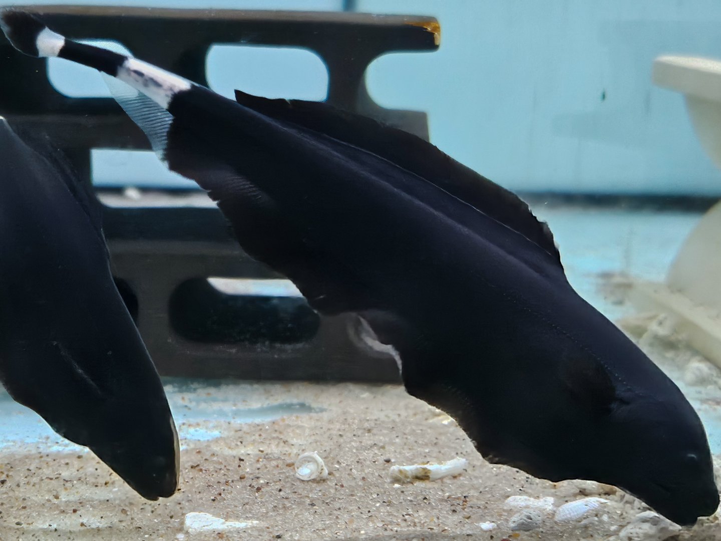 Sailfin Ghost Knifefish (Apteronotus albifrons 'Mutant I')