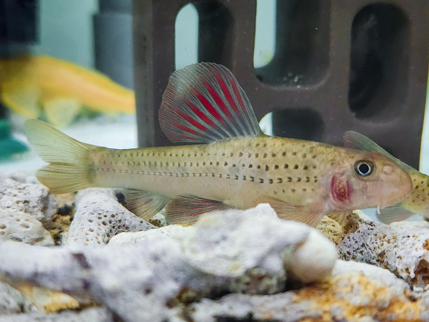Sailfin Gudgeon (Microphysogobio tafangensis)