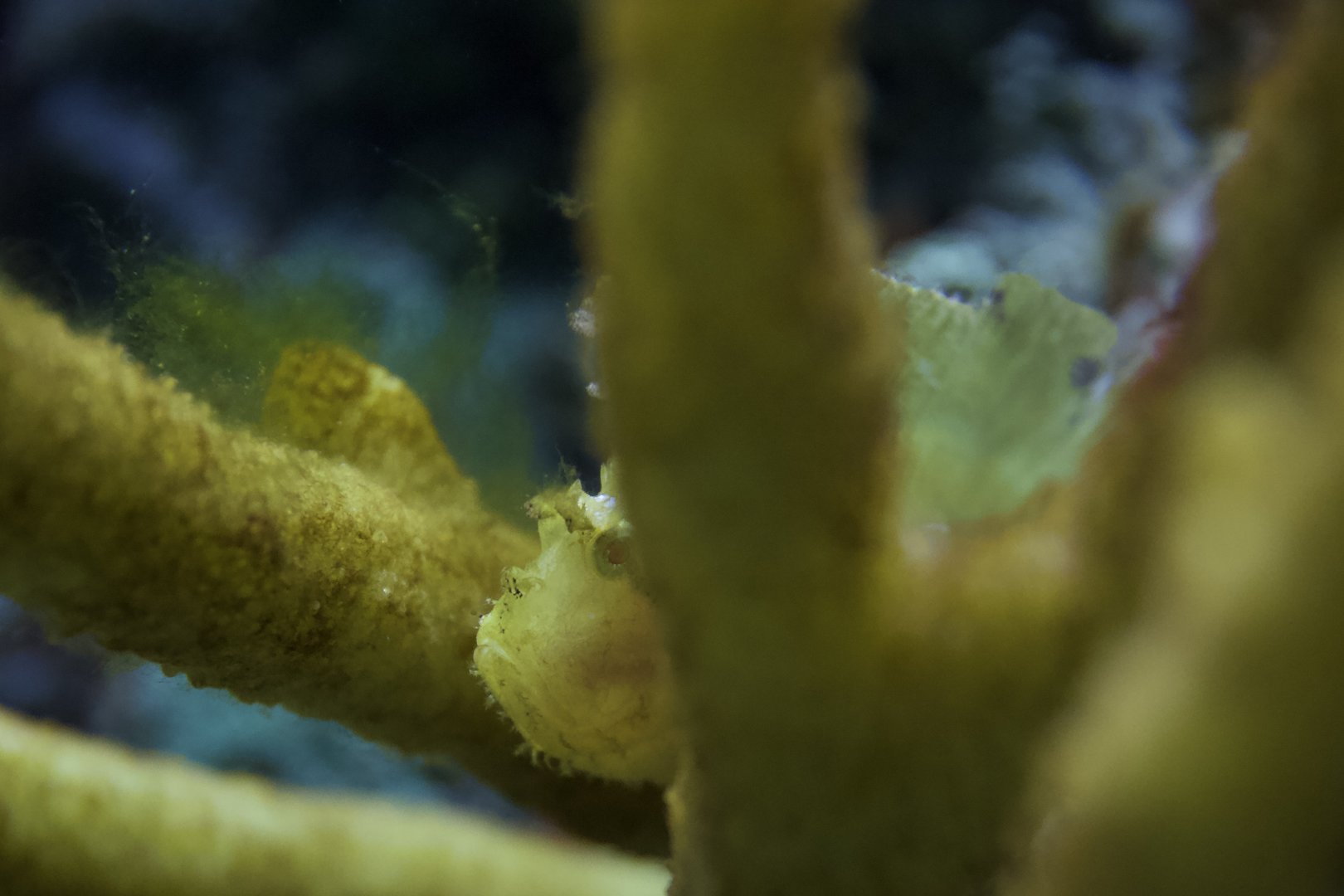 Sailfin Leaf Scorpionfish/ Taenianotus triacanthus