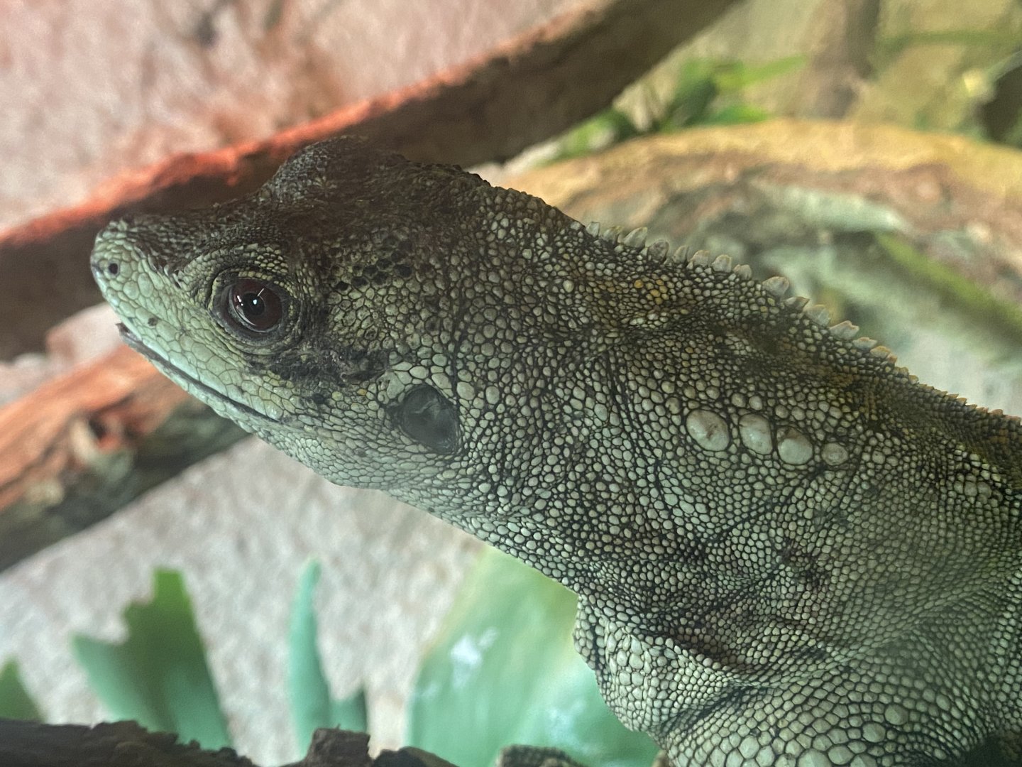 Sailfin lizard 040824