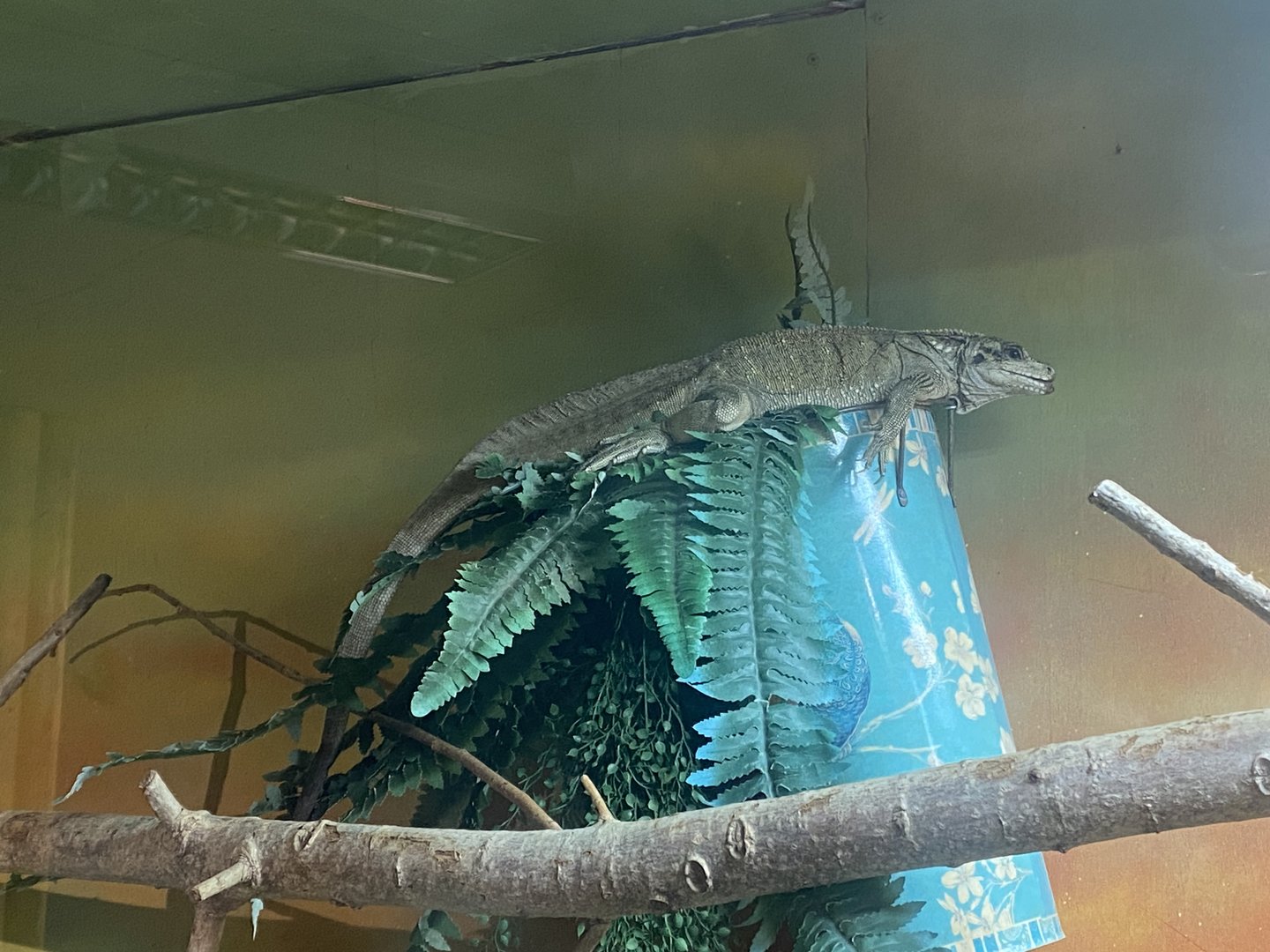 Sailfin lizard 150723