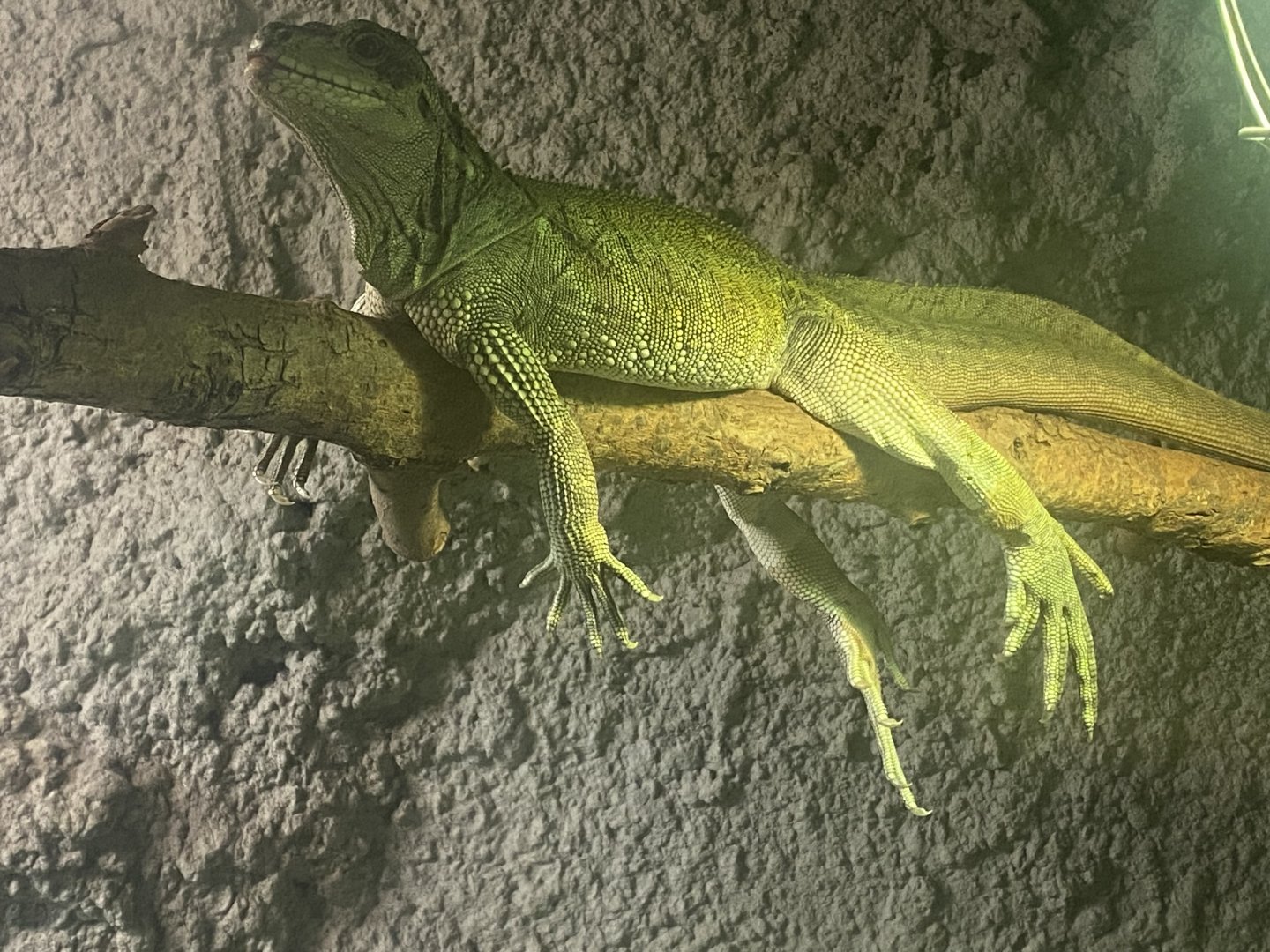 Sailfin lizard 280425