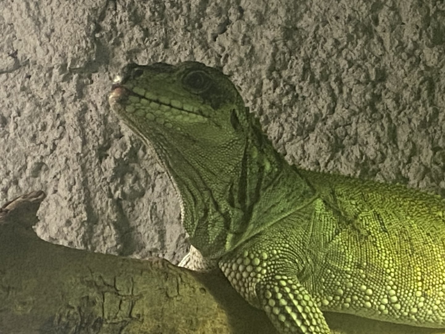 Sailfin lizard 280425