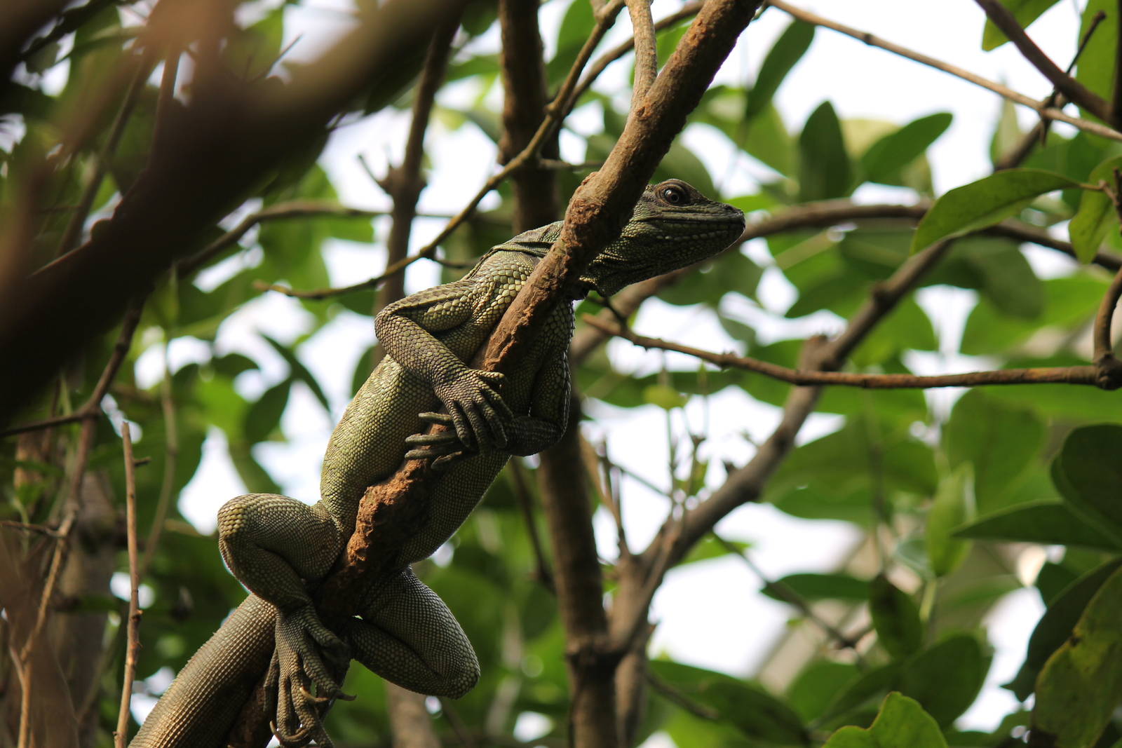 Sailfin lizard, Burgers' Mangrove