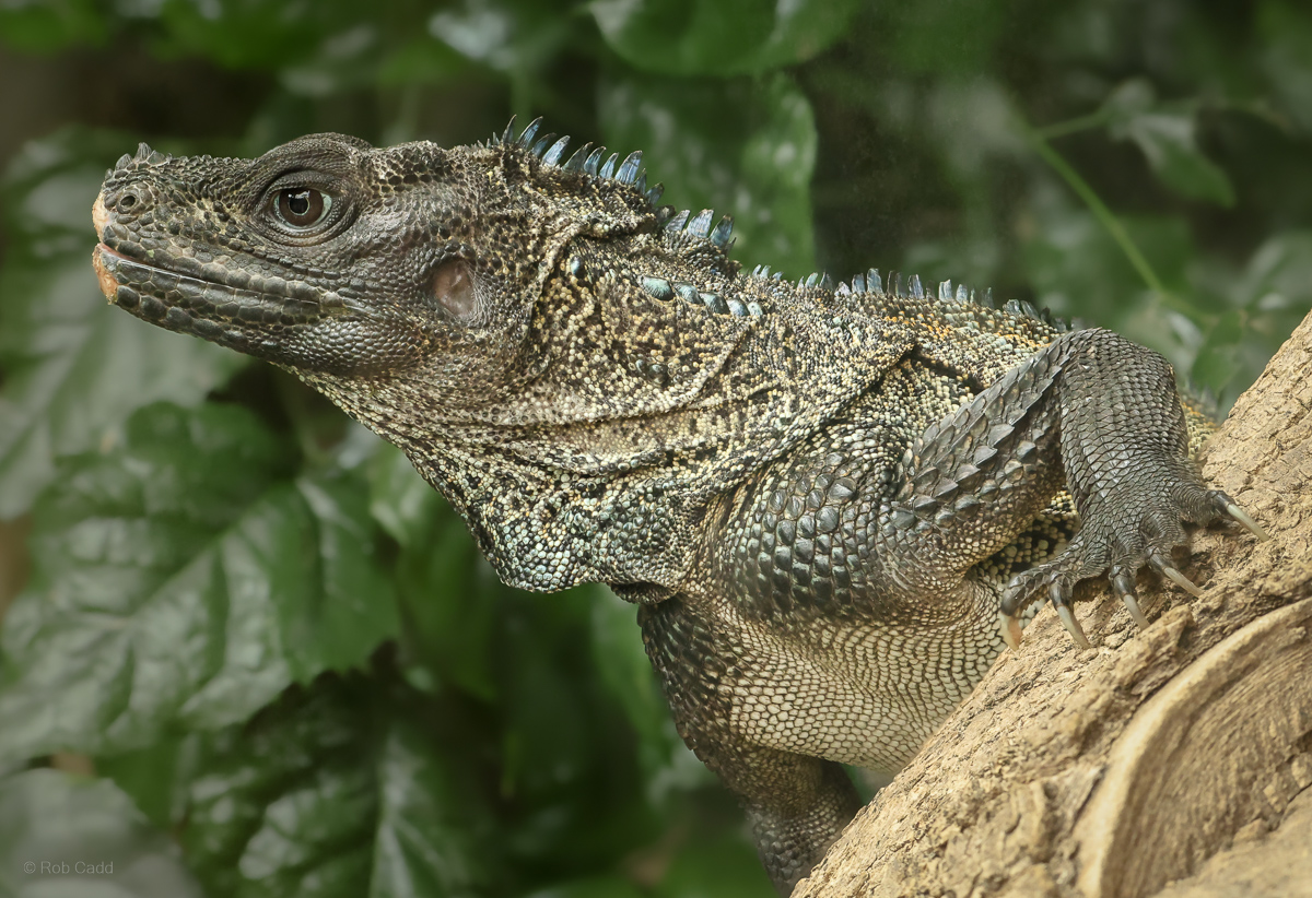 Sailfin lizard : Chester Zoo : 06 Sep 2025