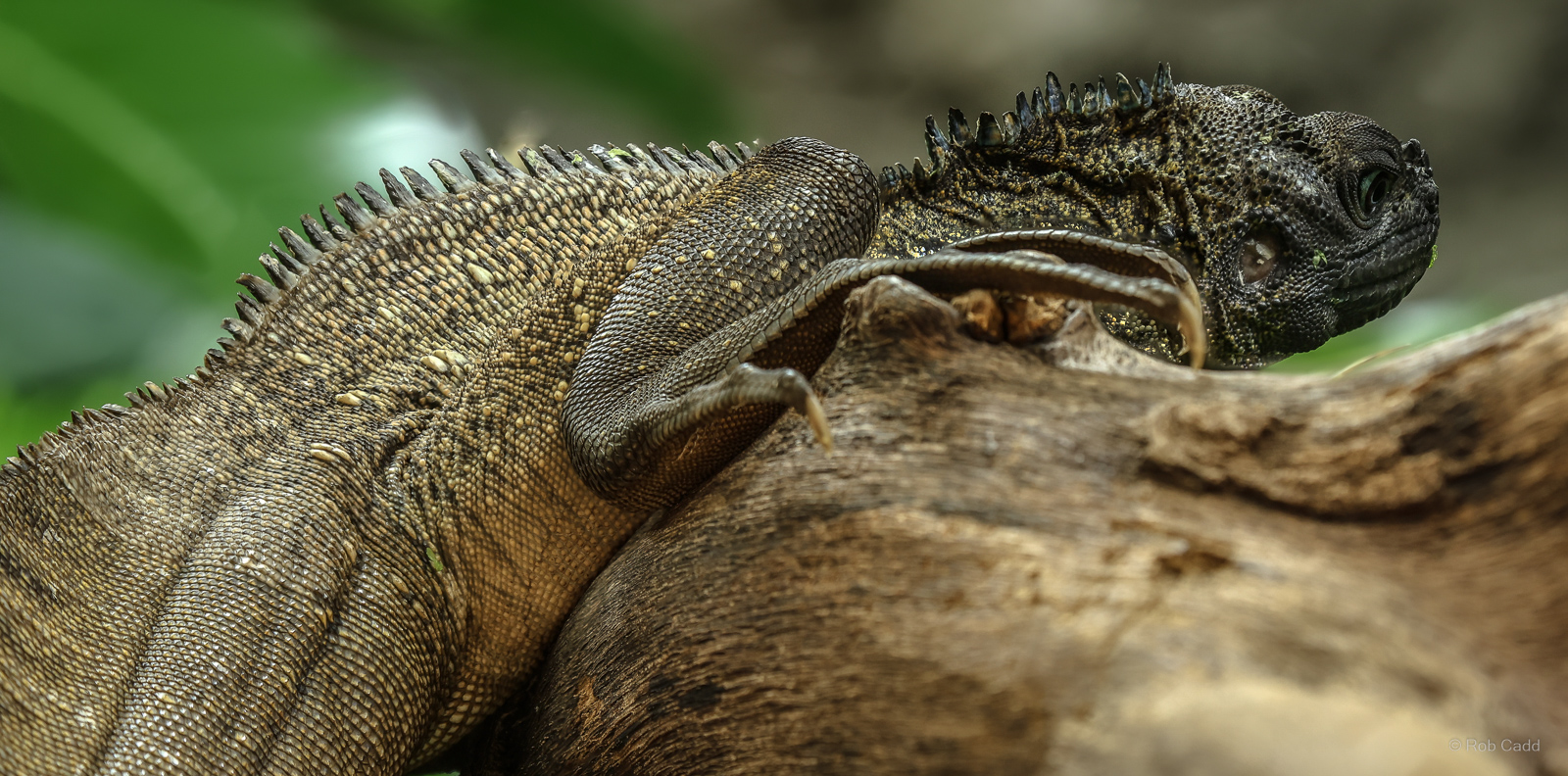 Sailfin lizard : Chester Zoo : 24 Jun 2024
